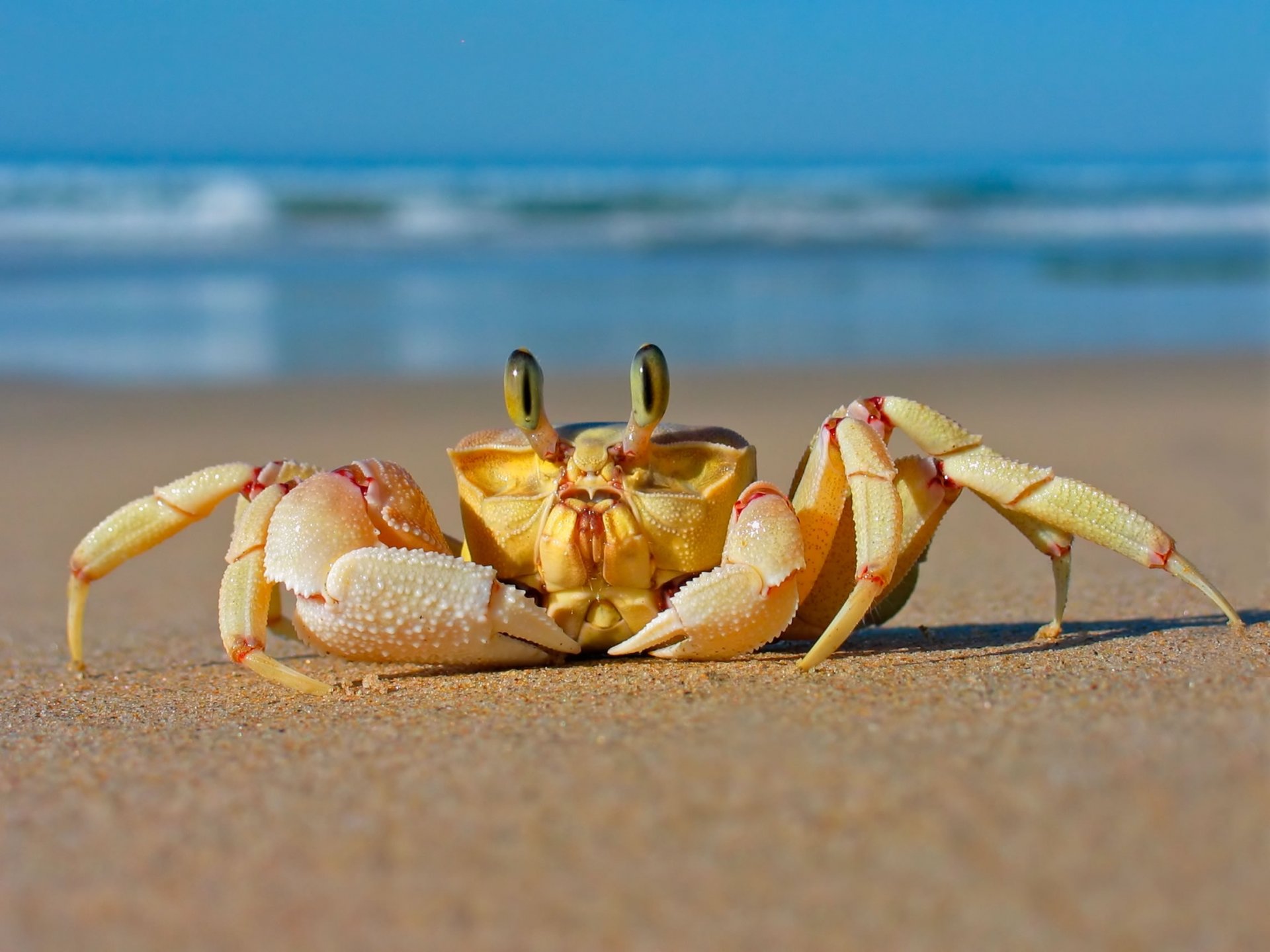 krabbe meer strand sand