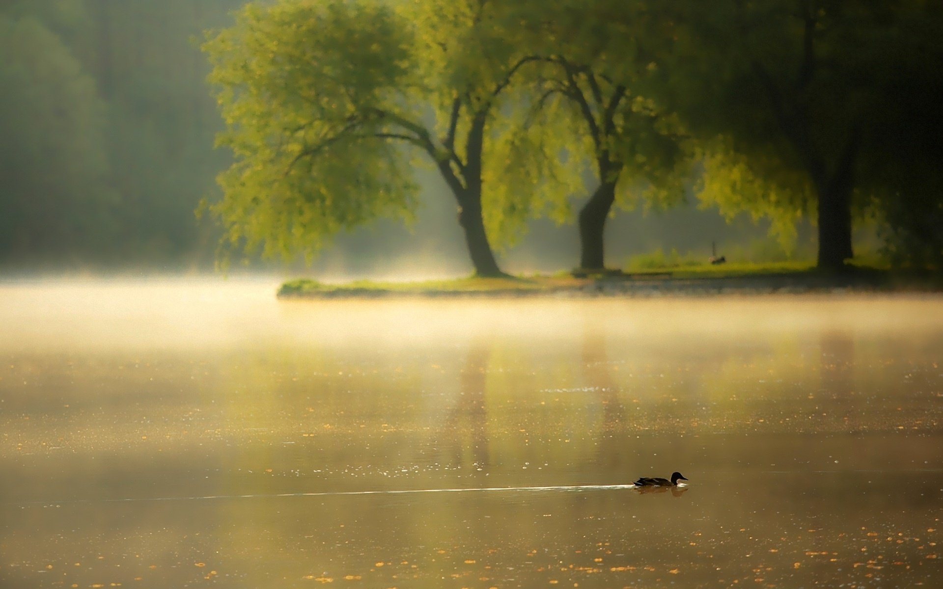 mattina anatra fiume nebbia