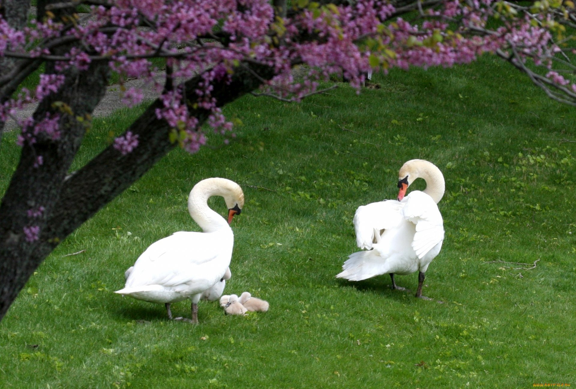 fond herbe champ blanc cygnes couple canetons famille progéniture verdure arbre fleurs printemps