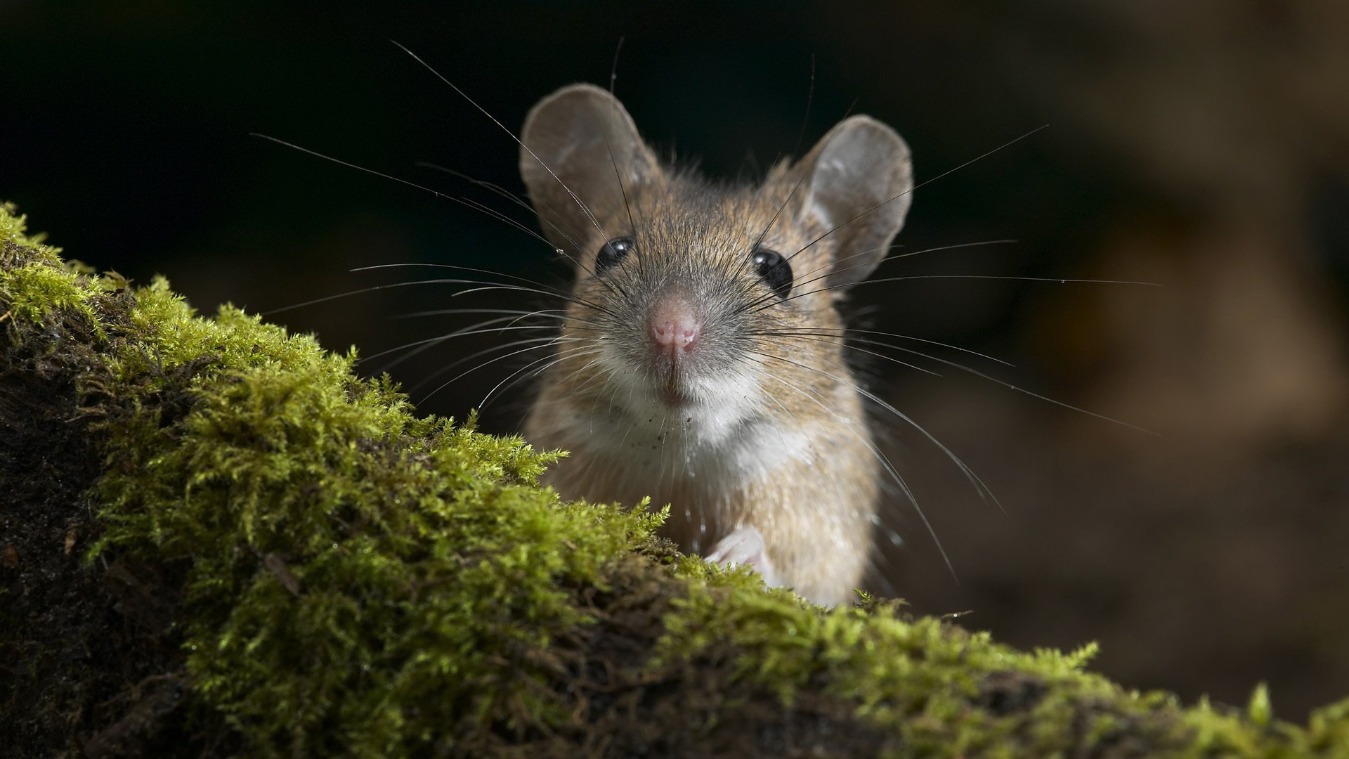 mouse mouse log moss muzzle rodent macro