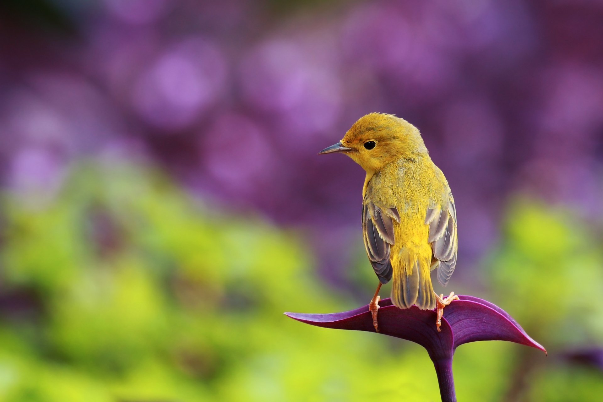 bird background reflections bokeh