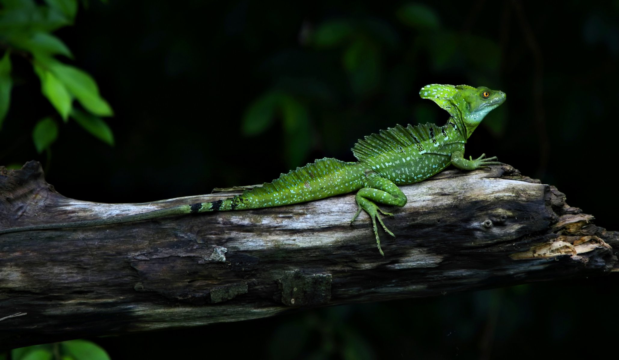 basilic lézard vert animaux reptile branche