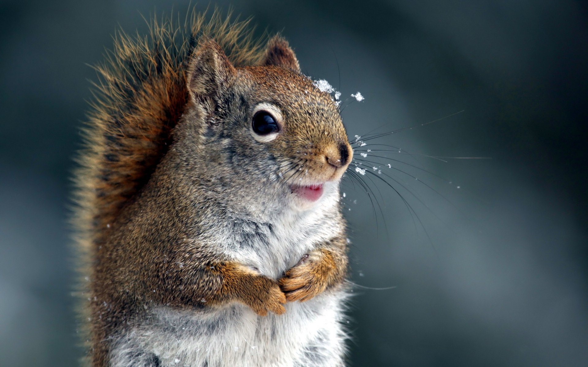 eichhörnchen winter natur