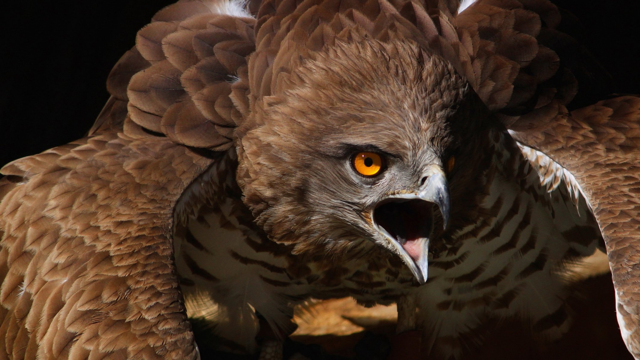 ilveryhawk vogel natur hintergrund