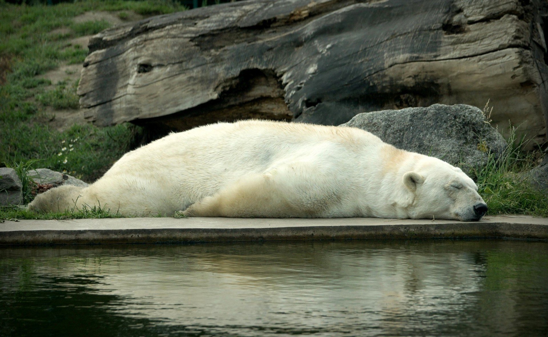 bianco orso dormire dormire riposo