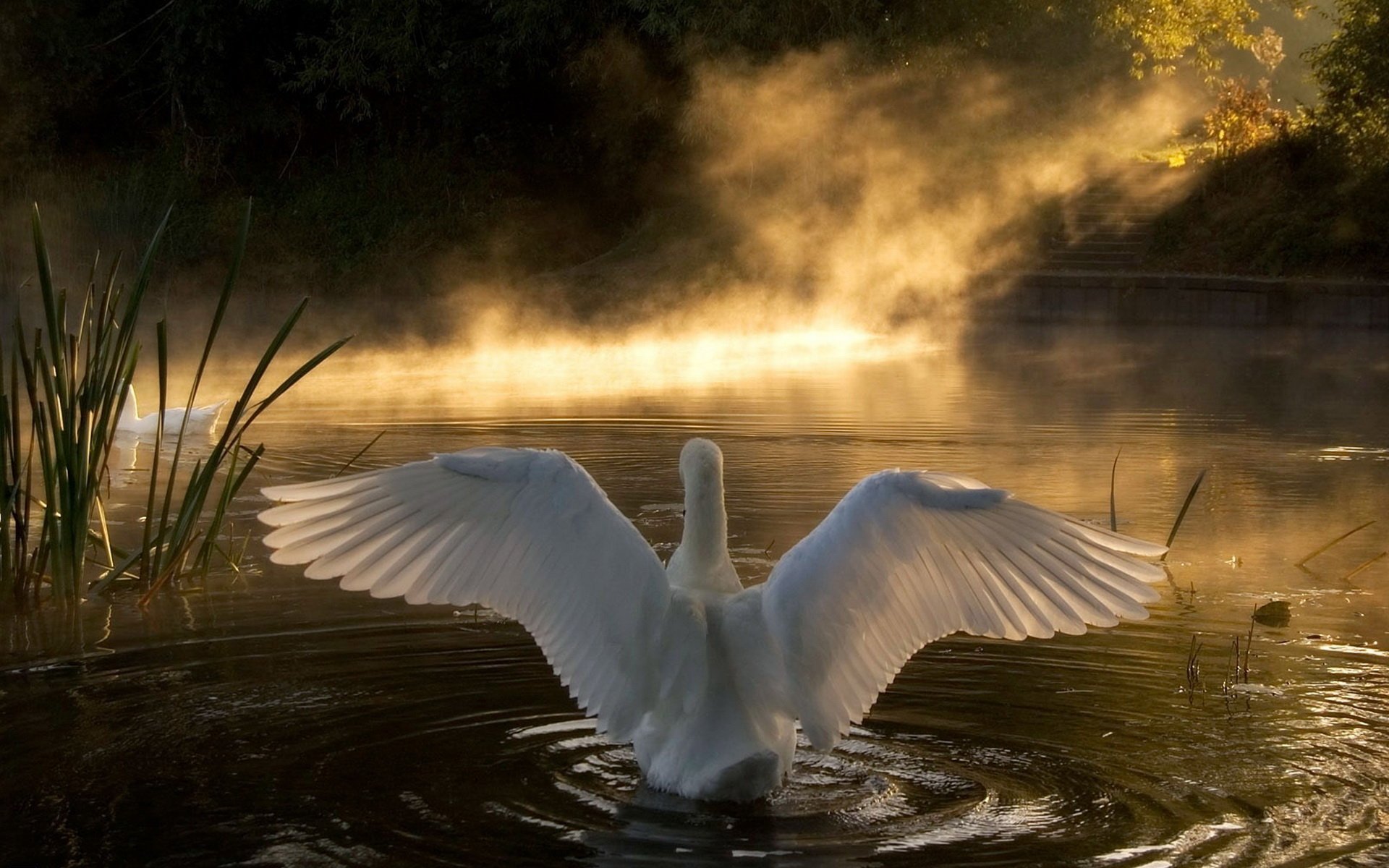 lac blanc cygne ailes swim plumes lumière rayons brouillard