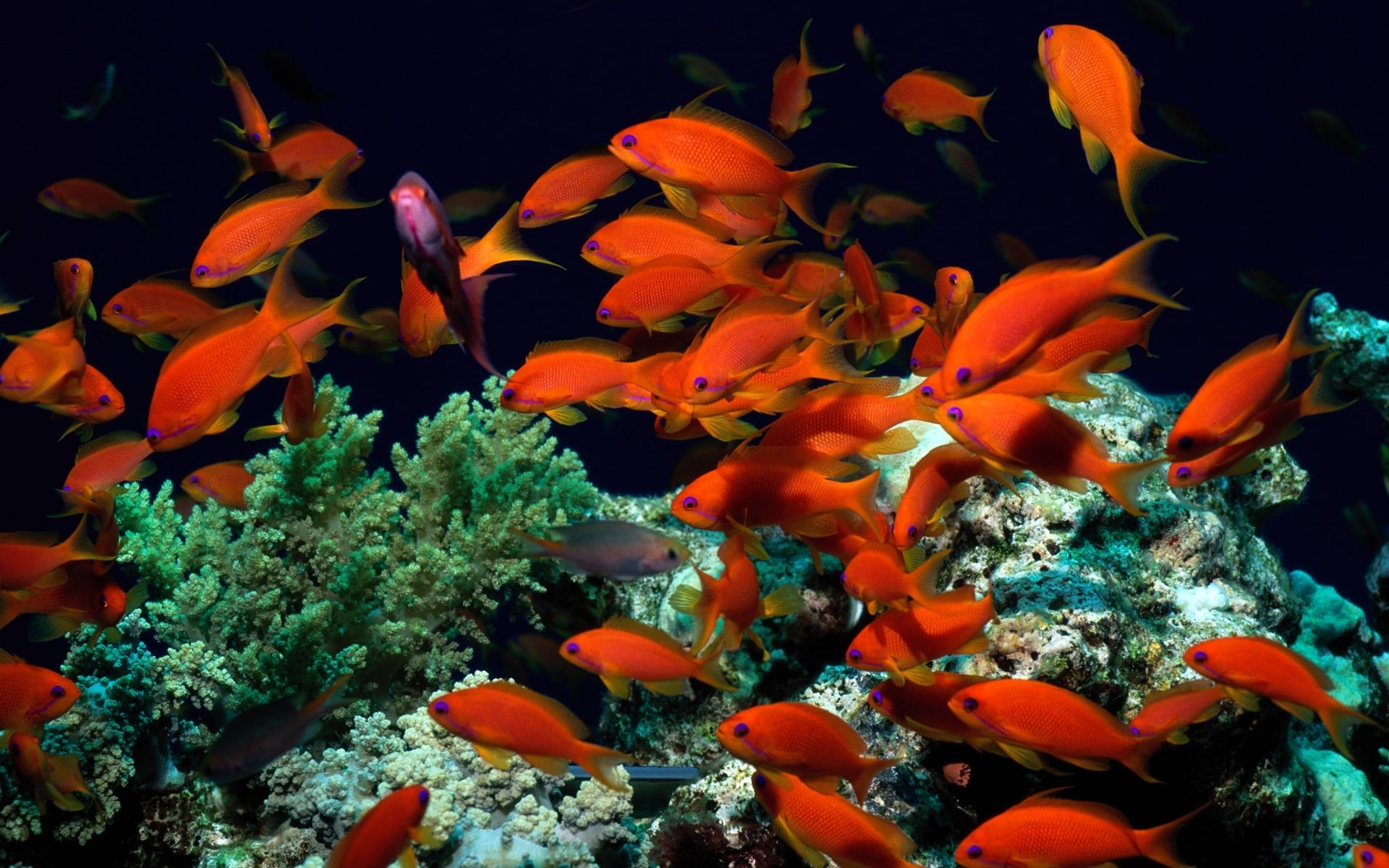 sous-marin monde poissons rouges algues coraux