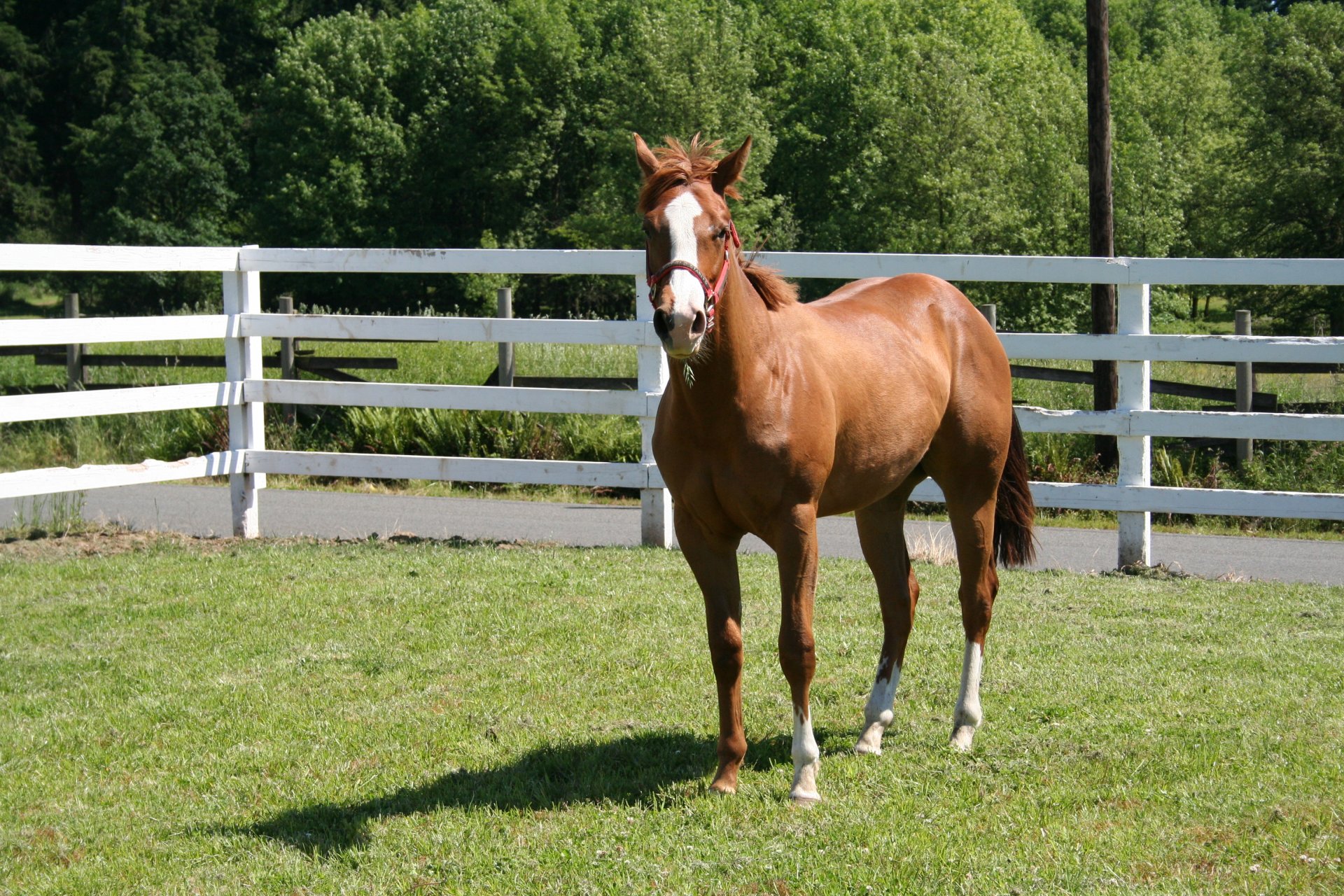 horse horse levada