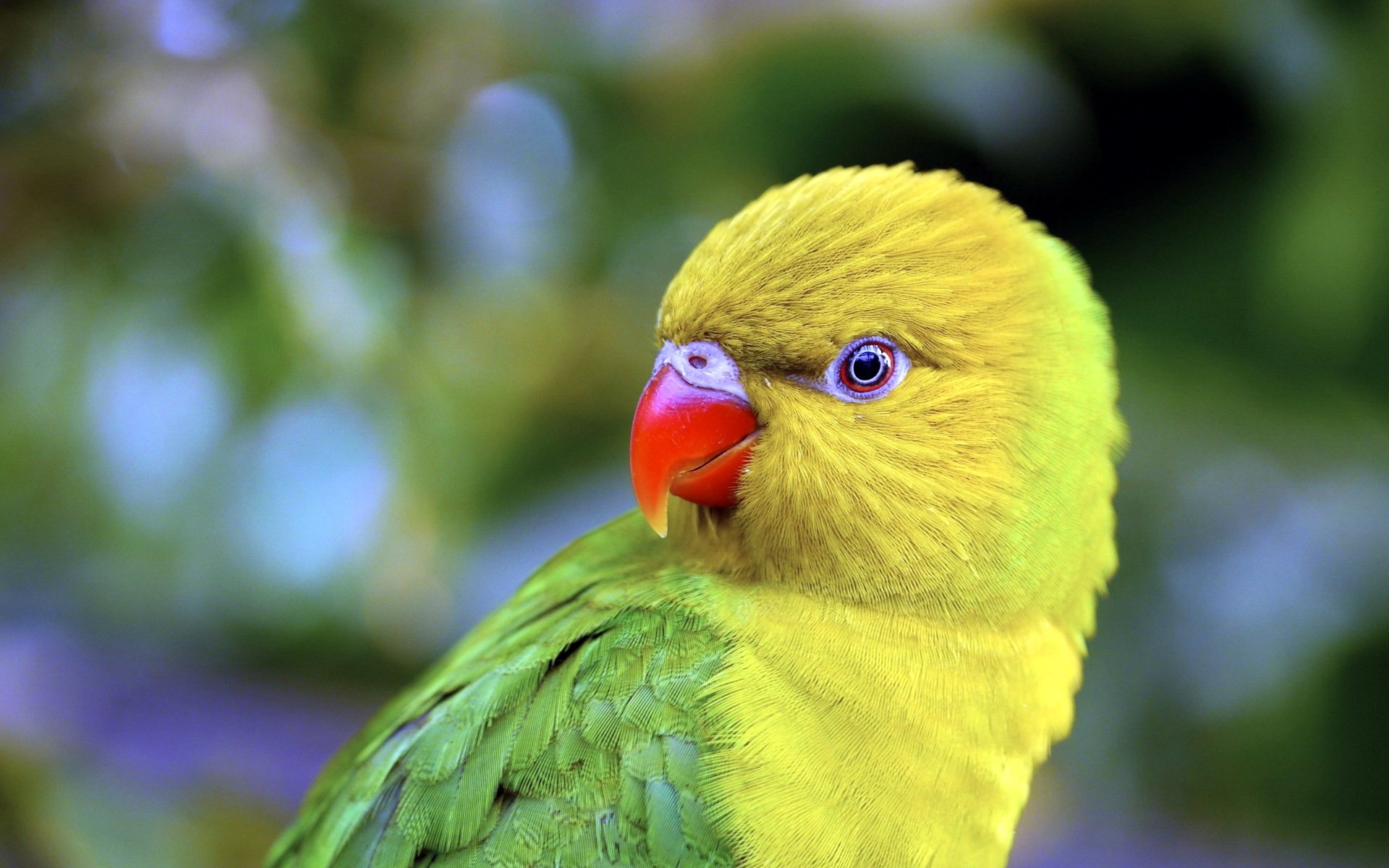 loro pájaro naturaleza