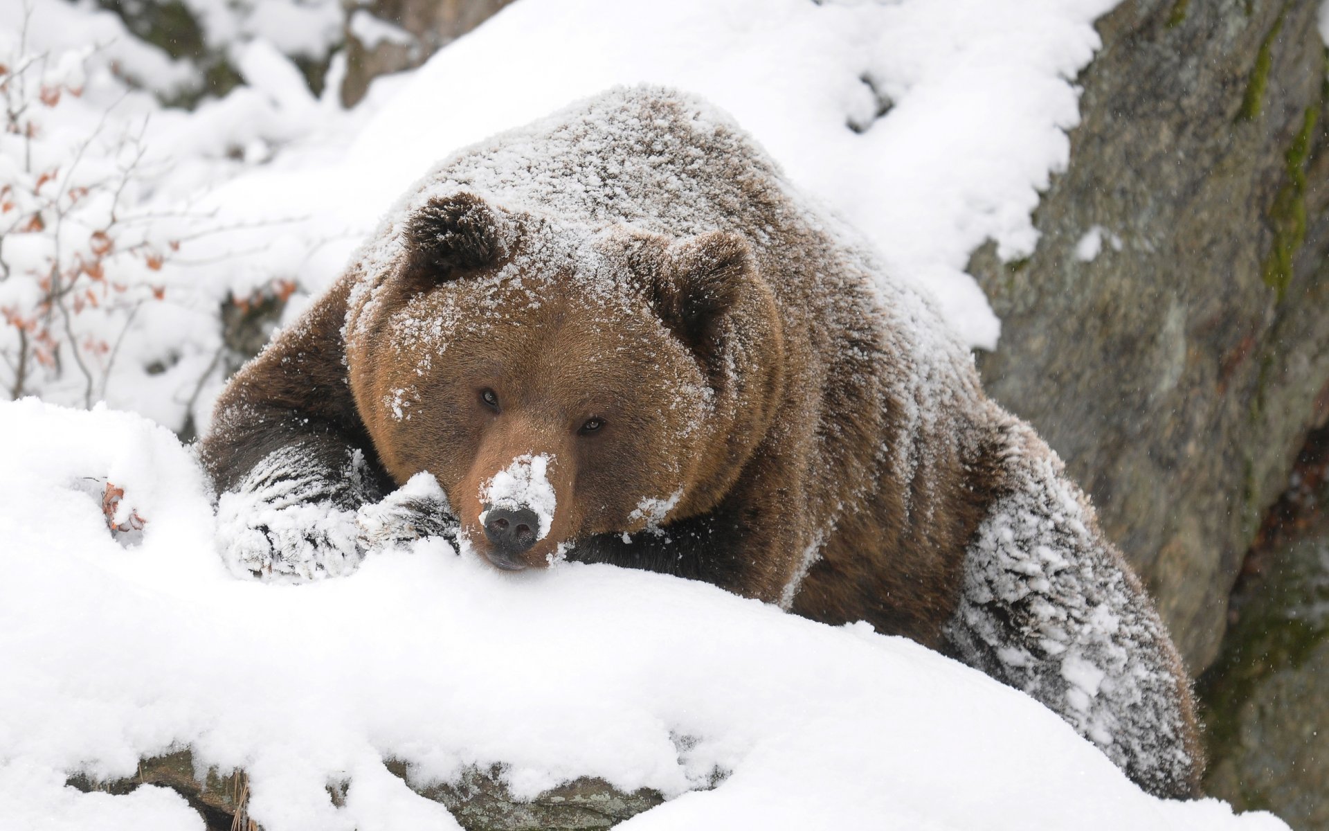 bär grizzly winter