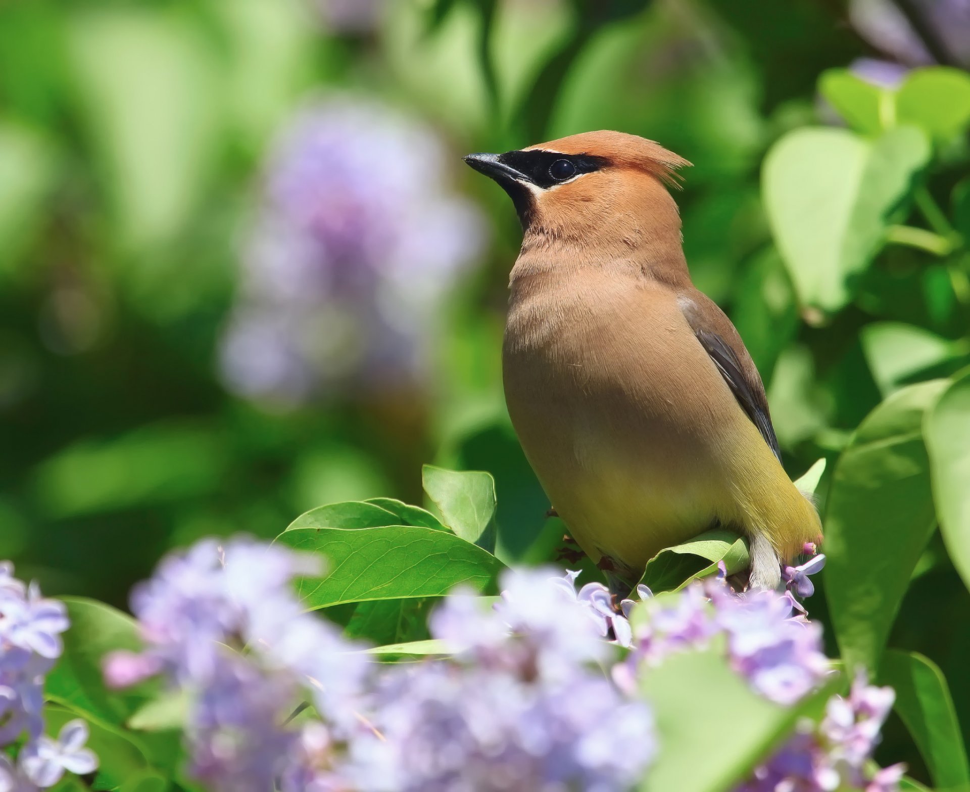 ptak jemiołuszka krzew szarańcza kwiaty wiosna natura