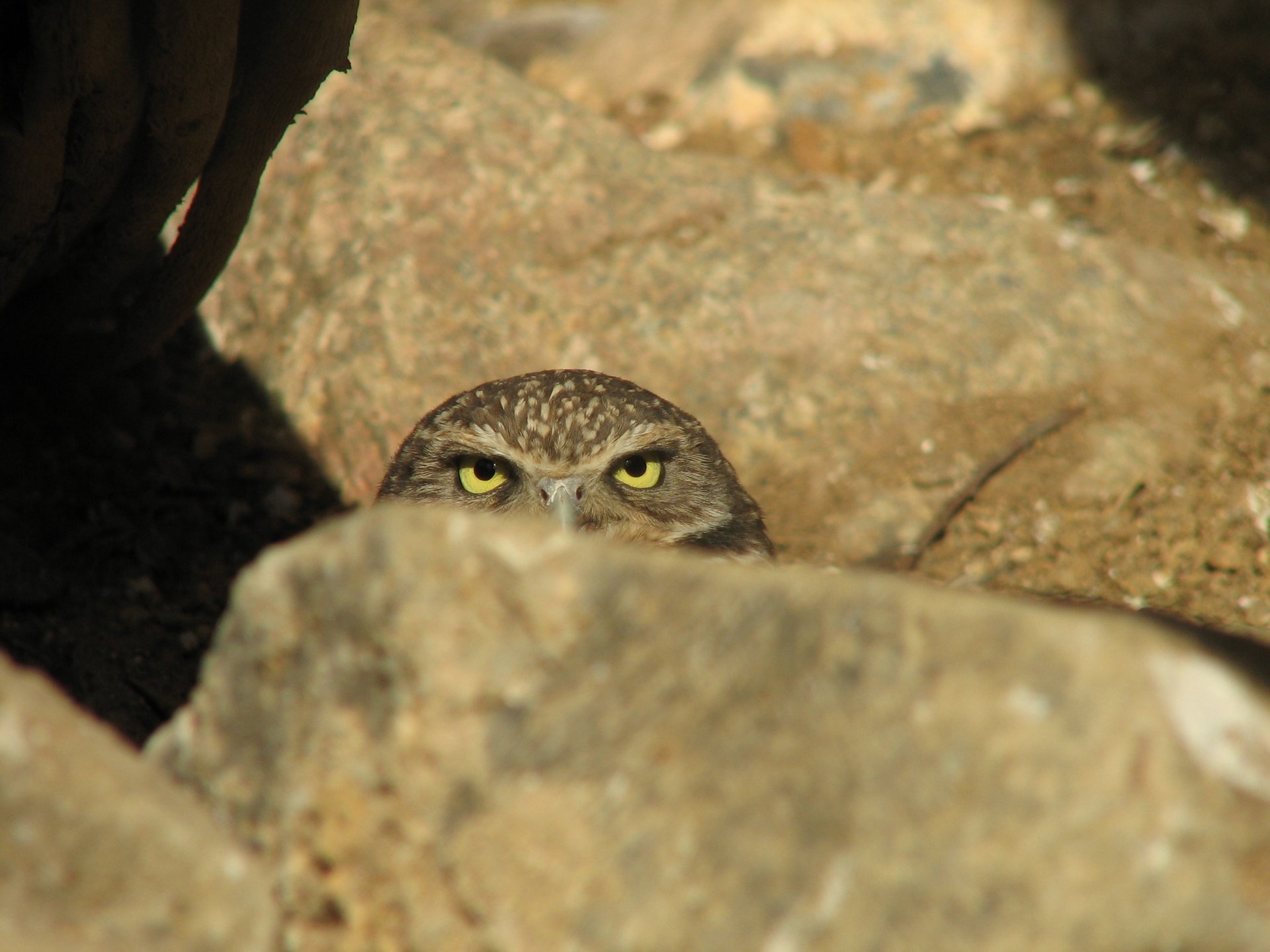 hibou pierre embuscade