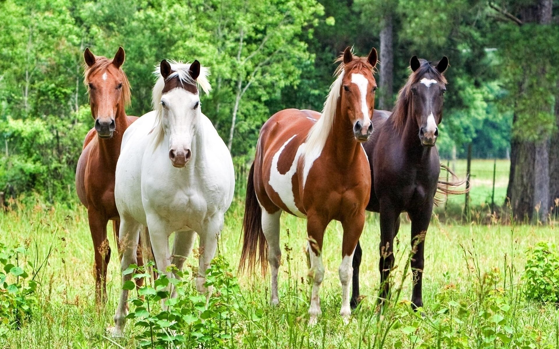 cavalli bello cavalli stalloni stallone cavallo destrieri destriero animali natura alberi foresta erba