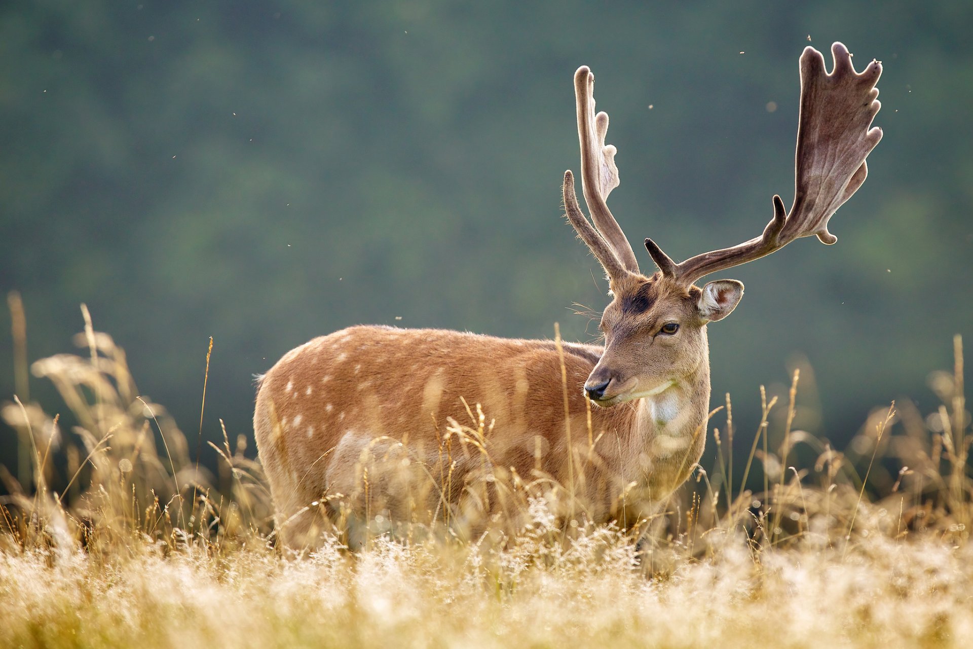 ciervos cuernos hierba naturaleza