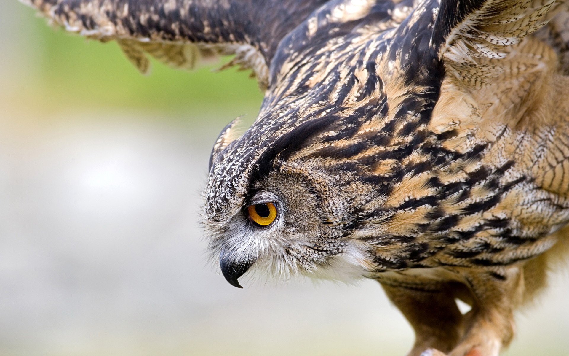 oiseau hibou hibou ailes gros plan vol