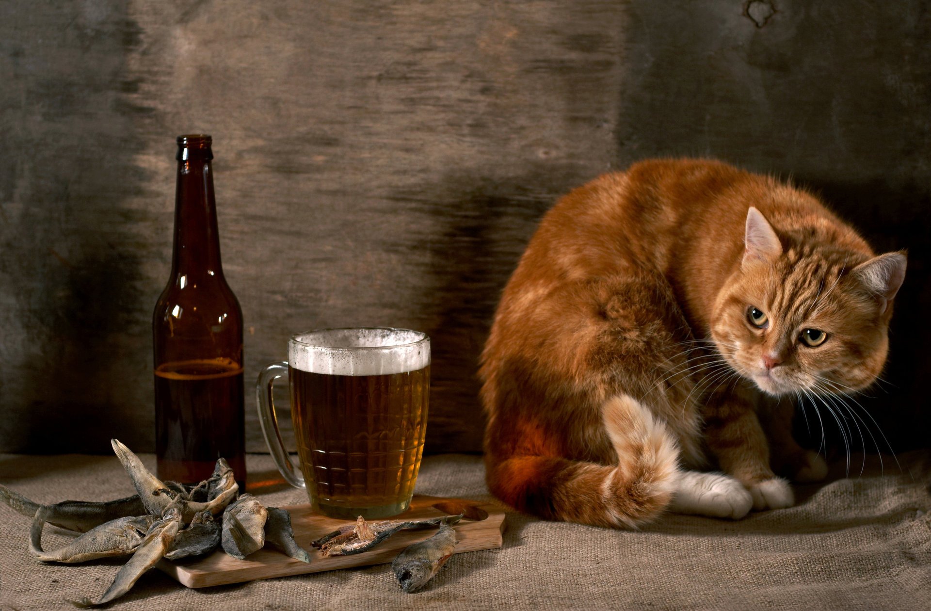 rot katze verdächtig fisch flasche bier sackleinen wand