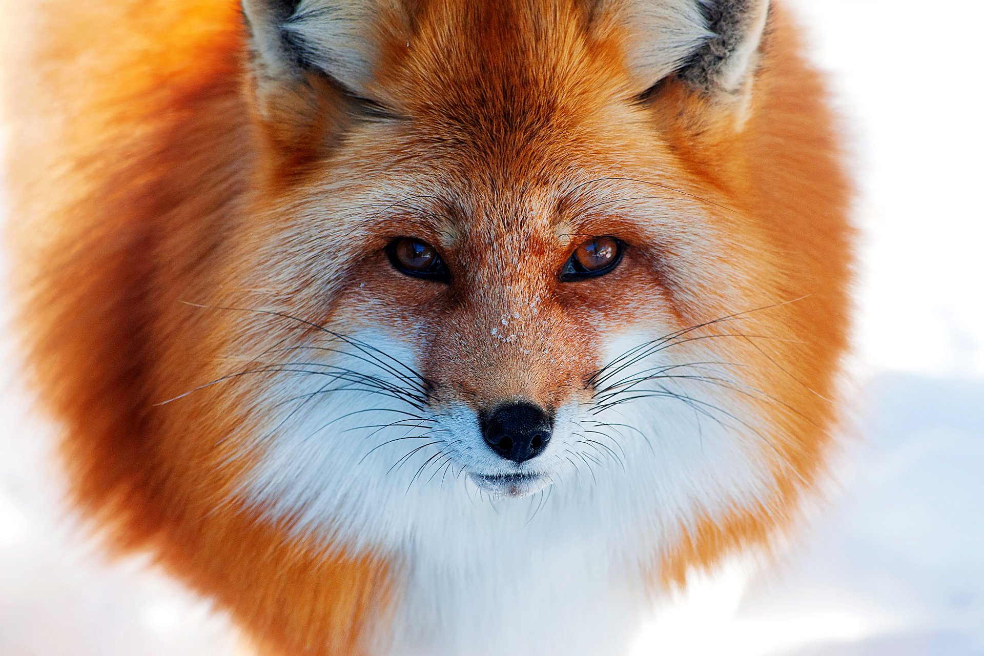 renard rousse nez neige hiver