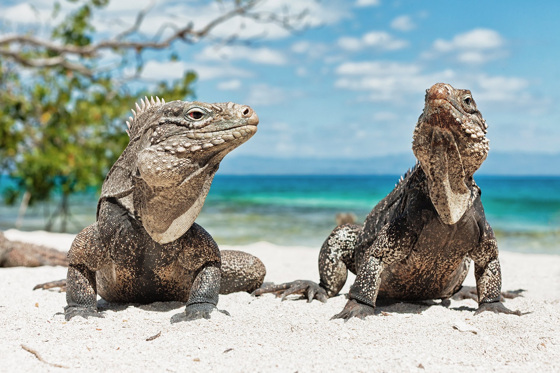 iguana jaszczurka zwierzęta plaża kuba