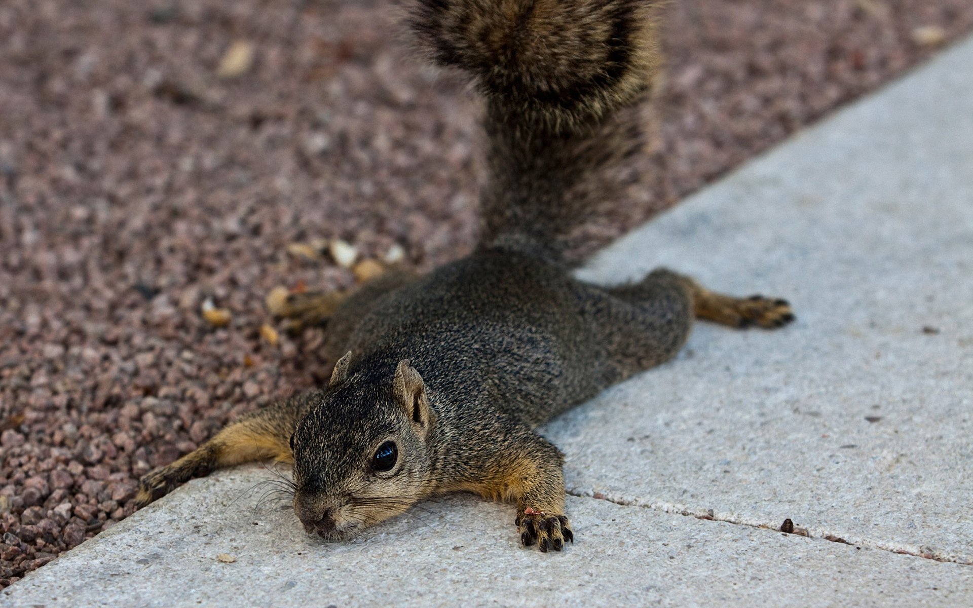 ardilla sciurus roedor