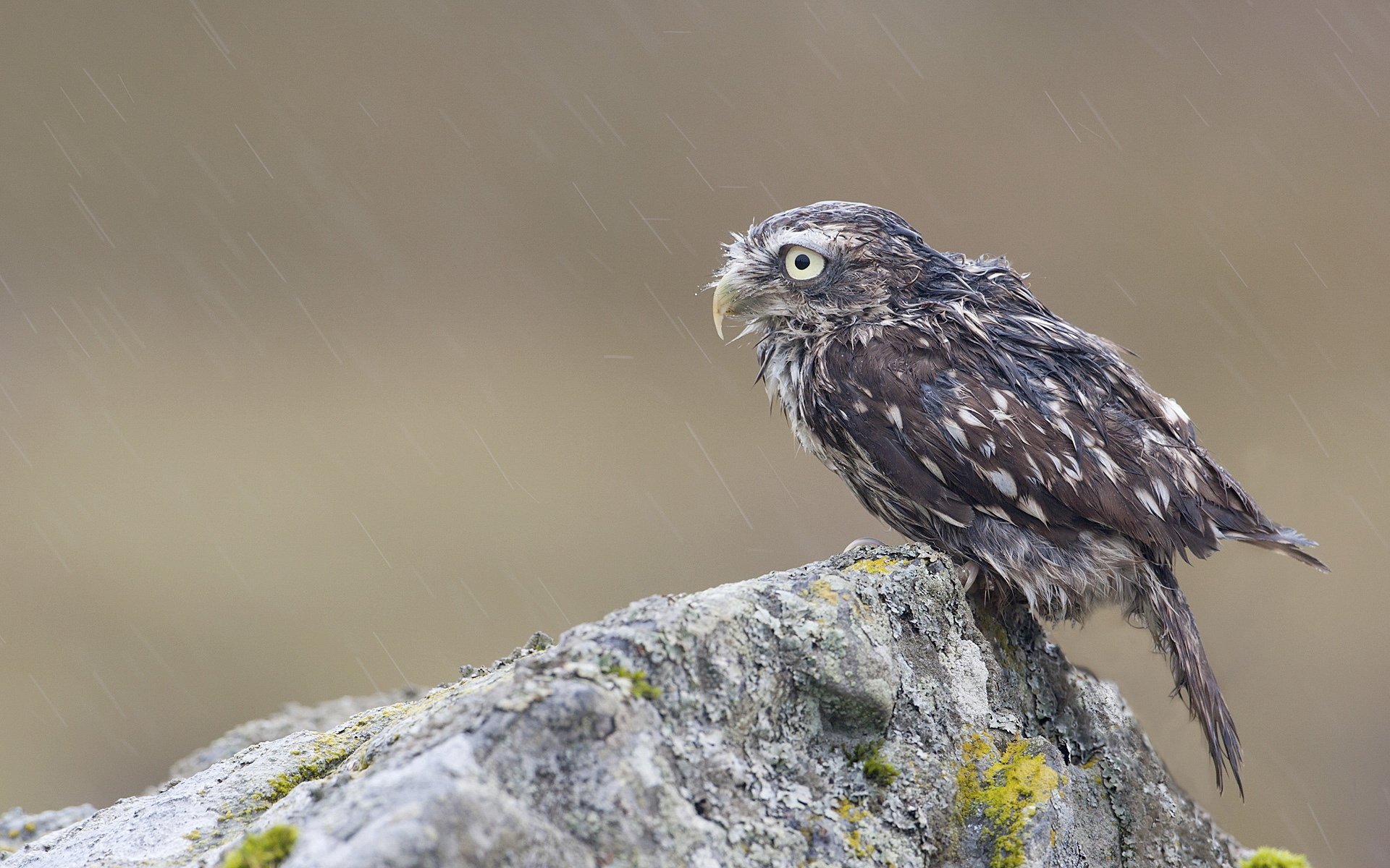 búho polluelo pájaro roca piedra mojado lluvia musgo