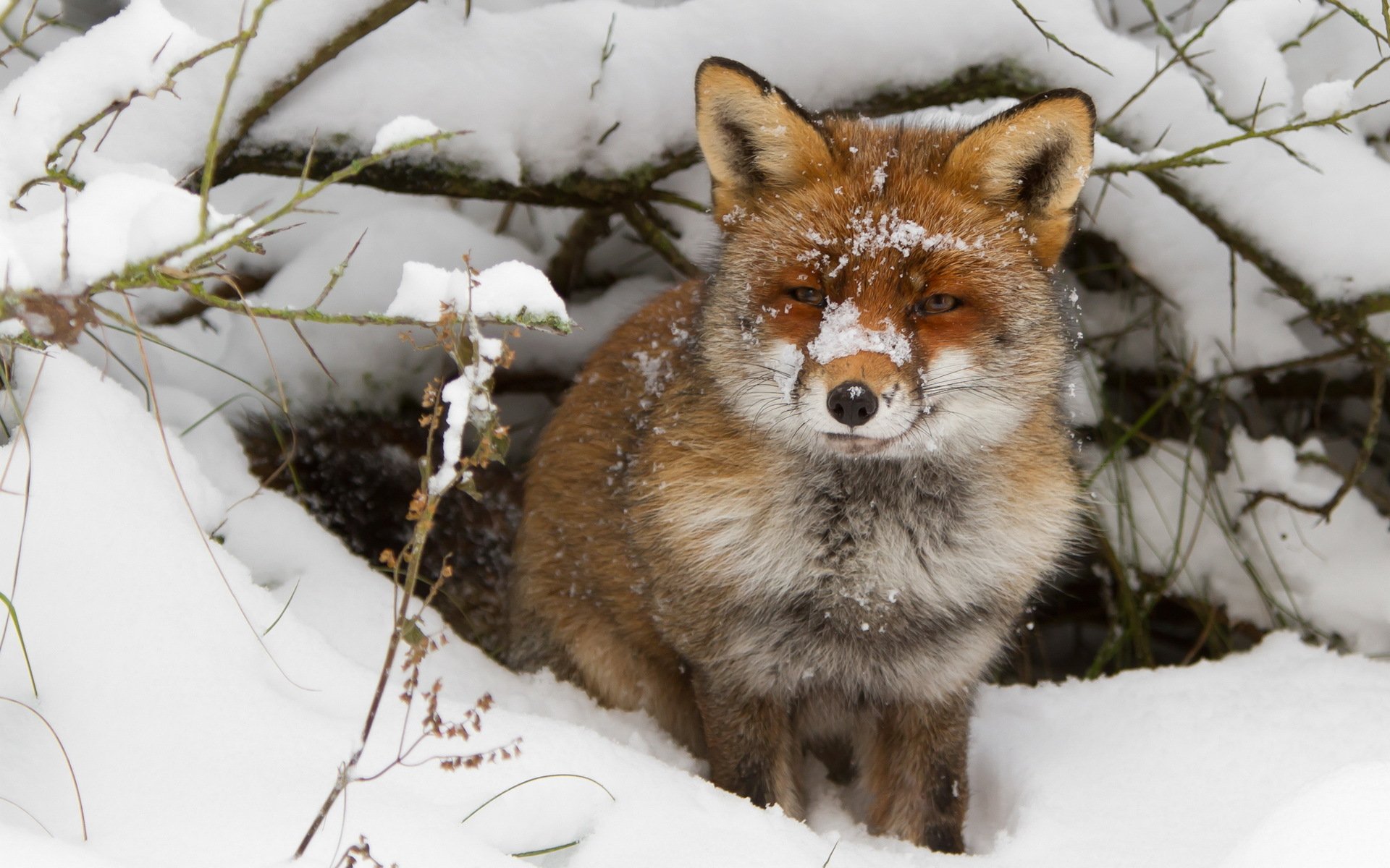 volpe inverno neve