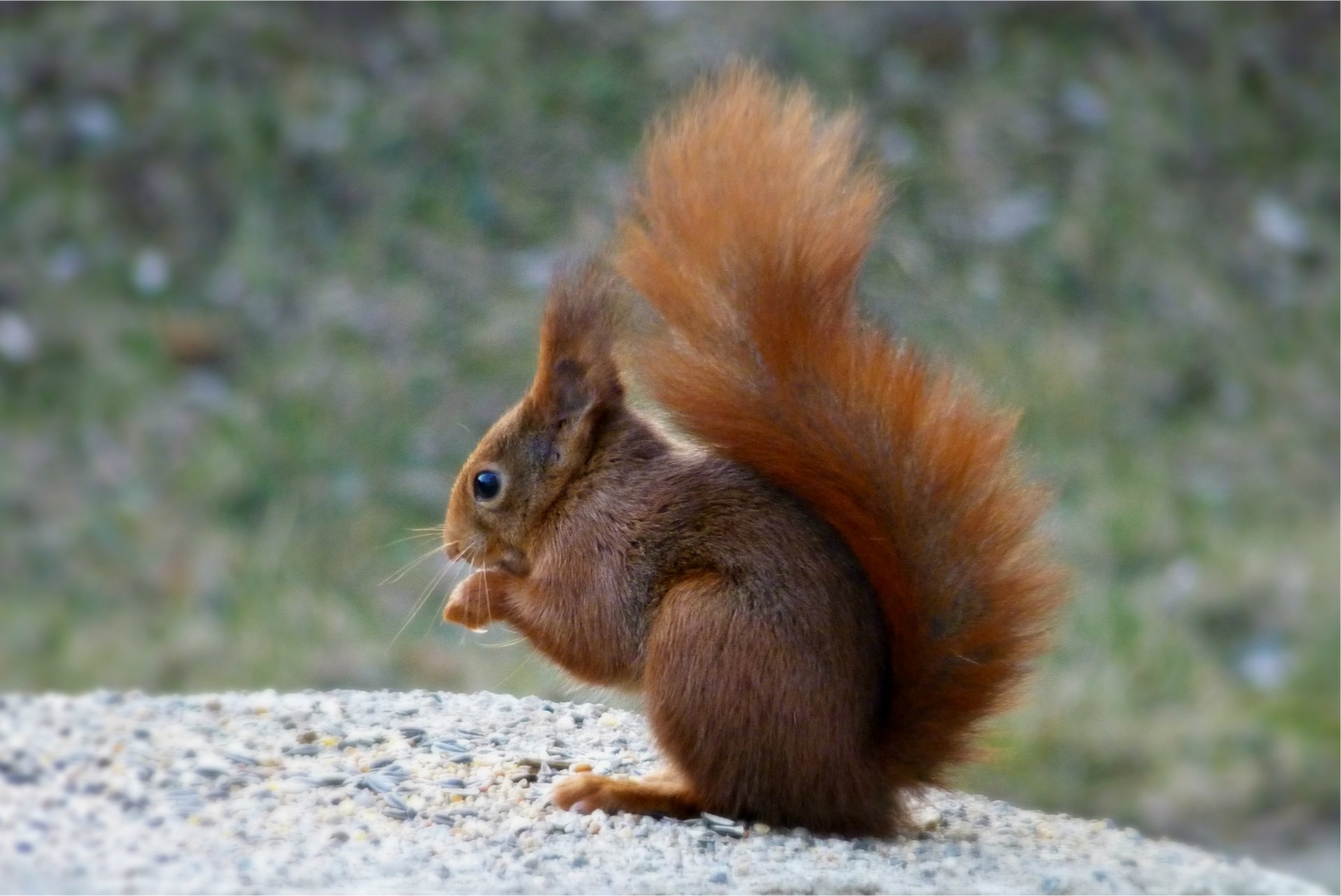 eichhörnchen eichhörnchen sitzen makro unschärfe