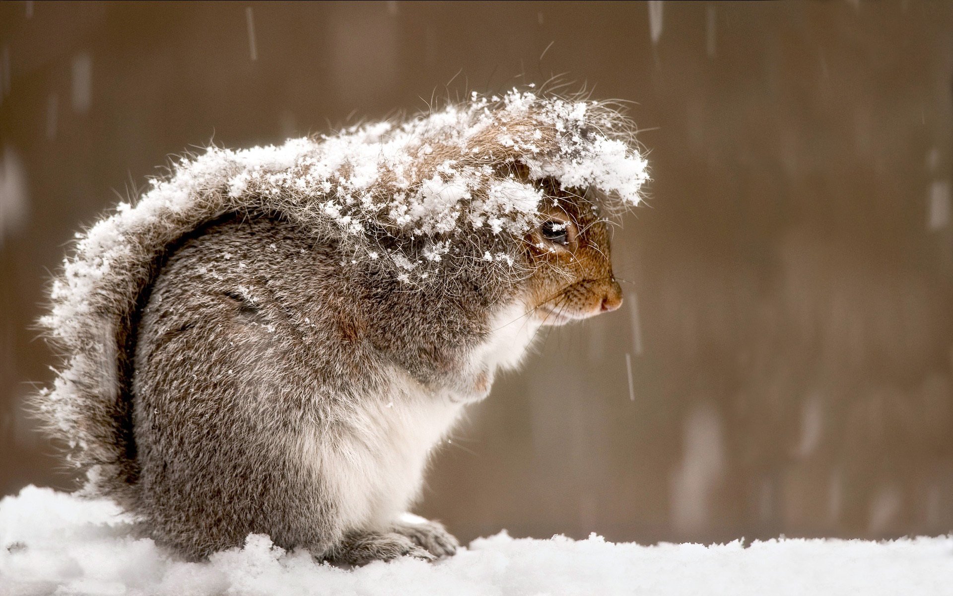 ardilla piel lana peludo cola nieve invierno