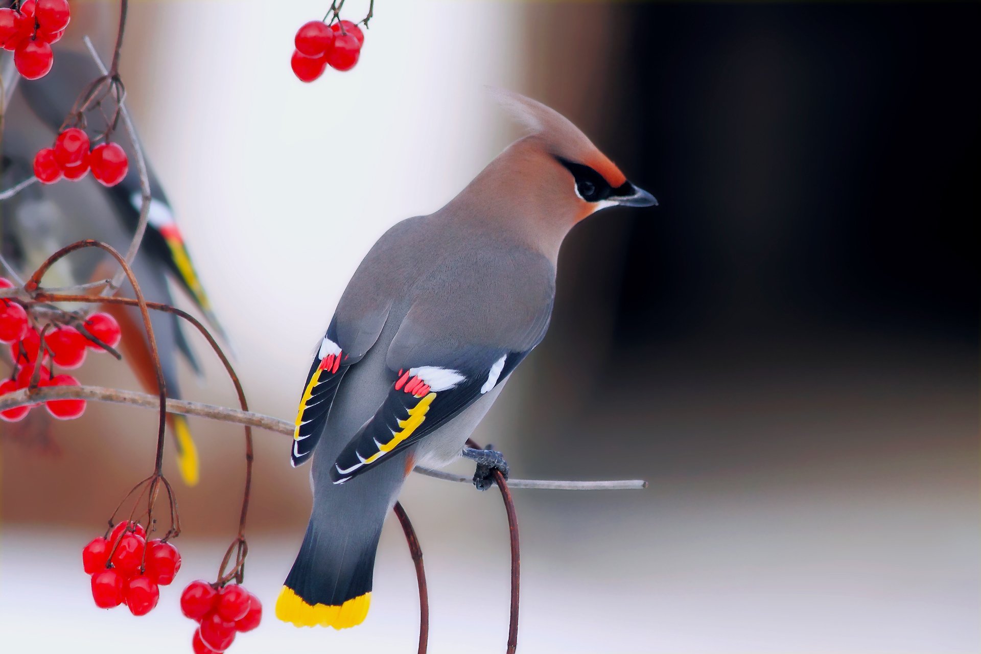 aves silbato hermoso viburnum ramas