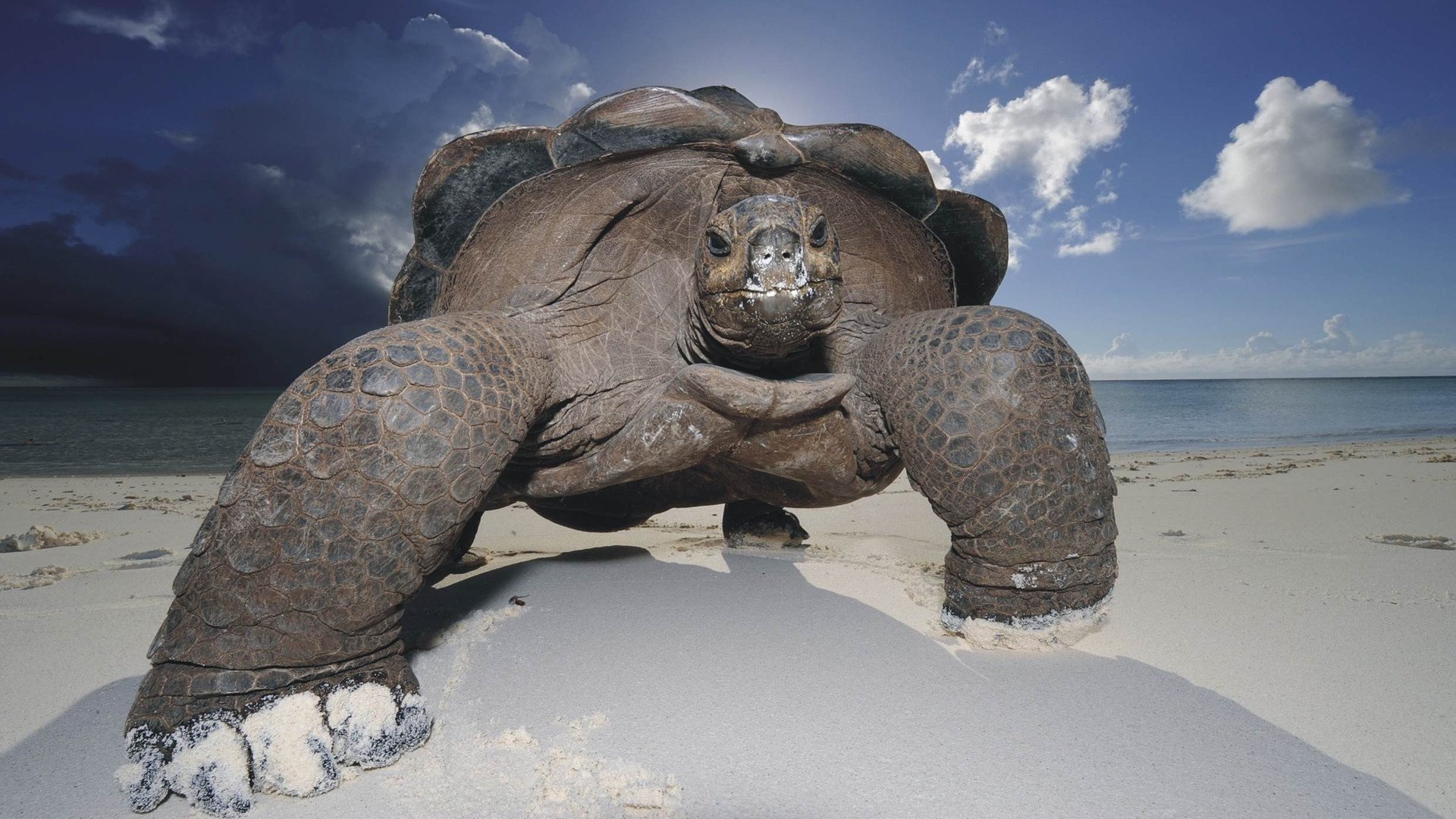 tartaruga spiaggia cielo sabbia carapace