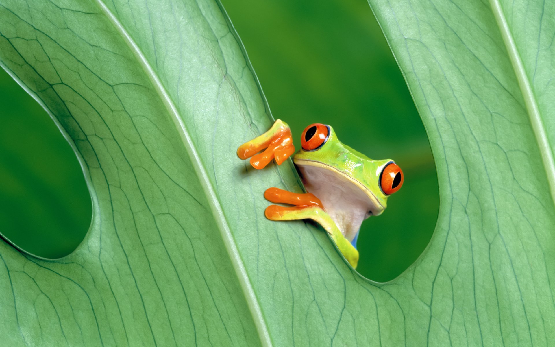 grenouille verdure feuille