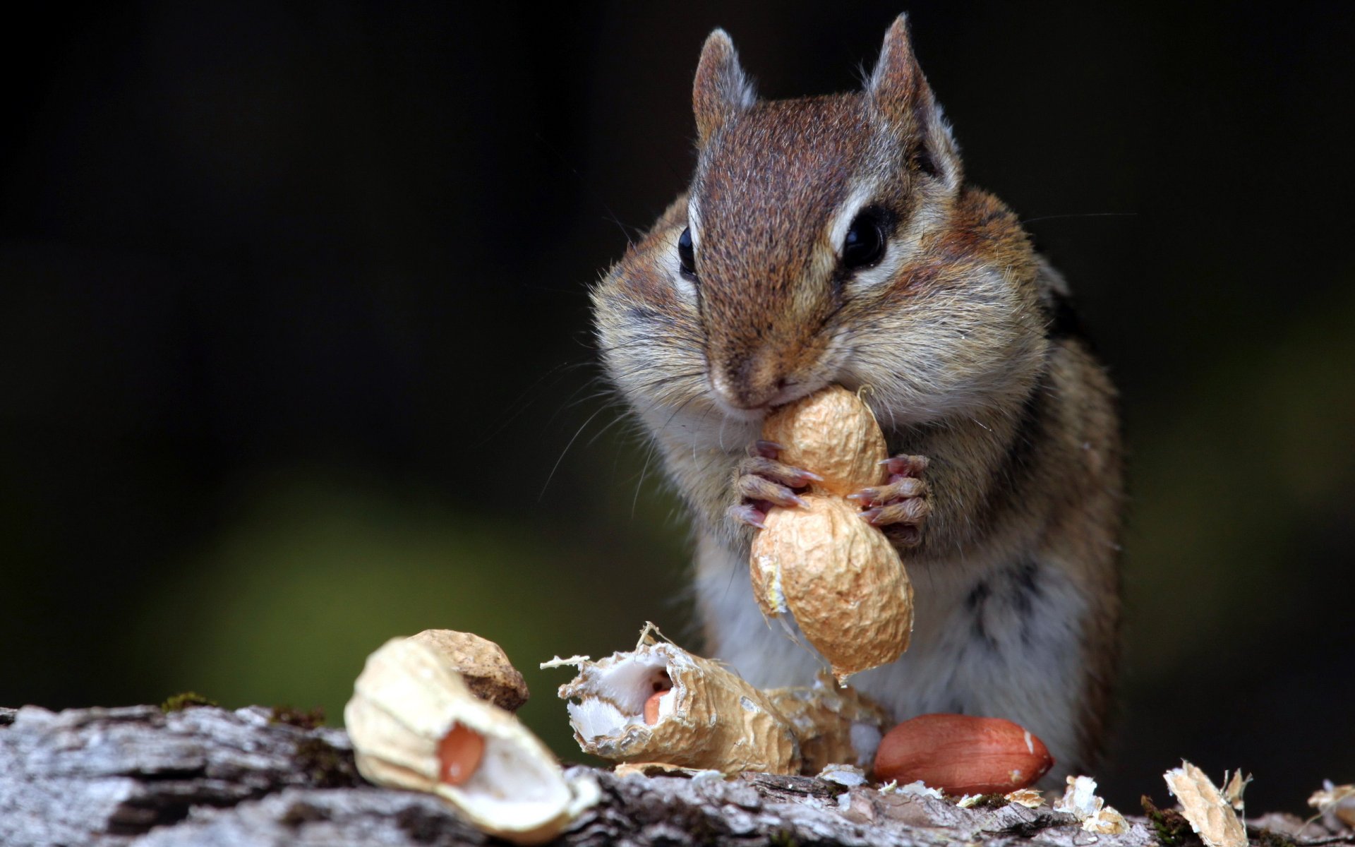 ardilla nueces naturaleza