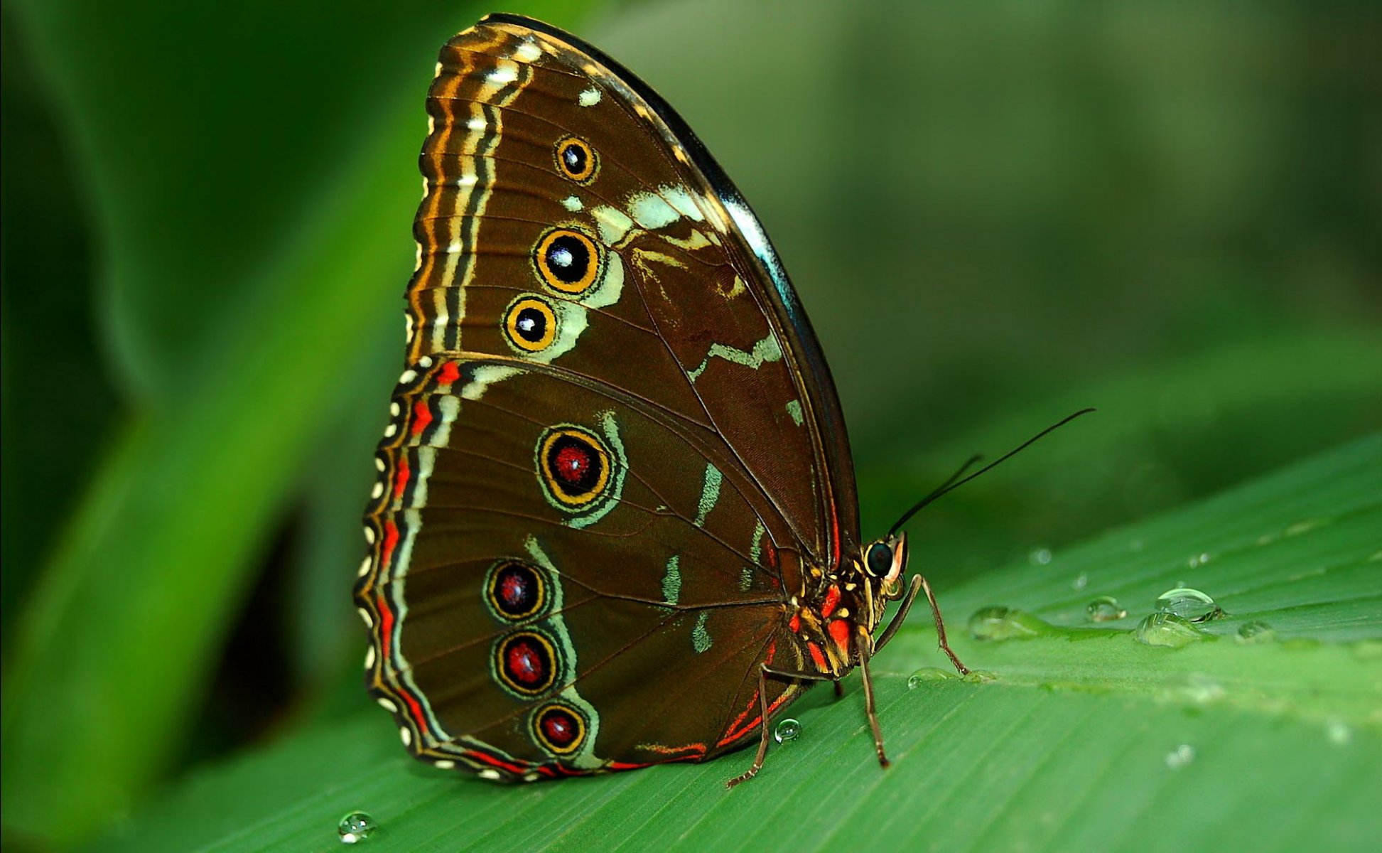 farfalla tropici morfo sotto occhi foglia rugiada