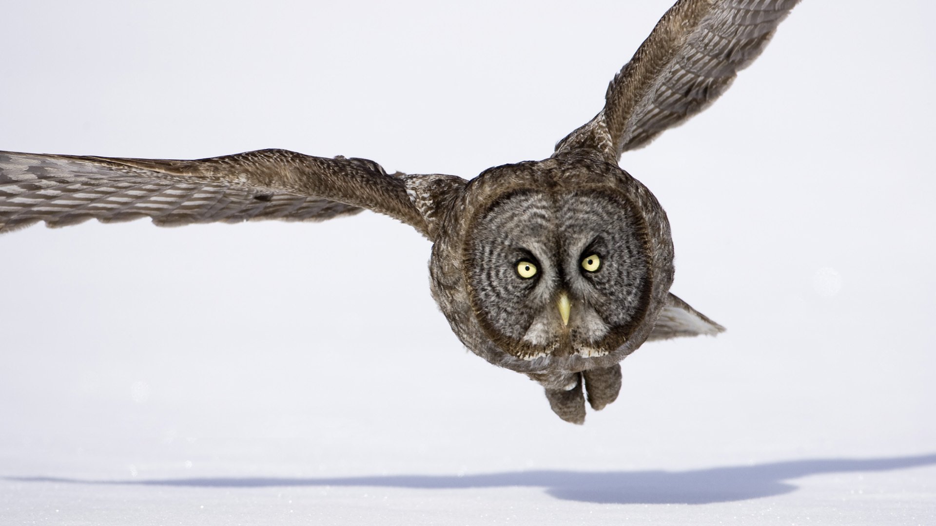 vogel eule fliegen winter schnee flügel schatten