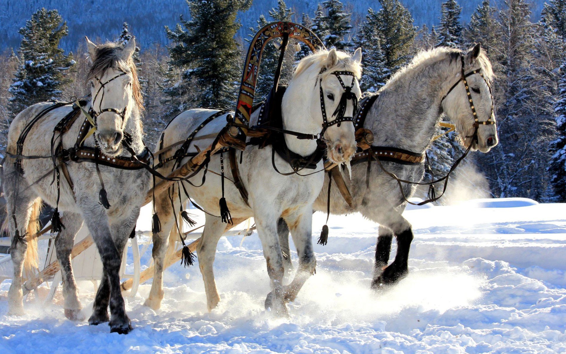 bianco cavalli trio foresta alberi aghi trio imbracatura carro inverno neve slitta