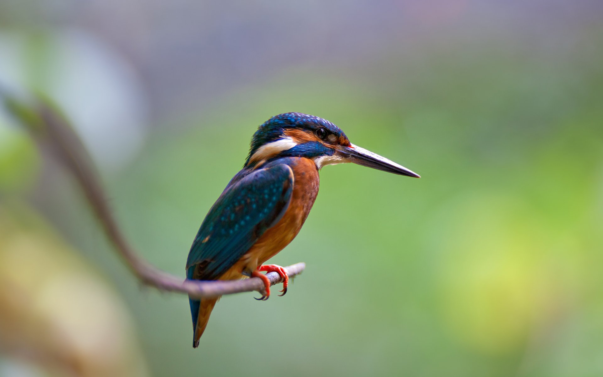 uccello ramo martin pescatore comune alcedo atthis martin pescatore