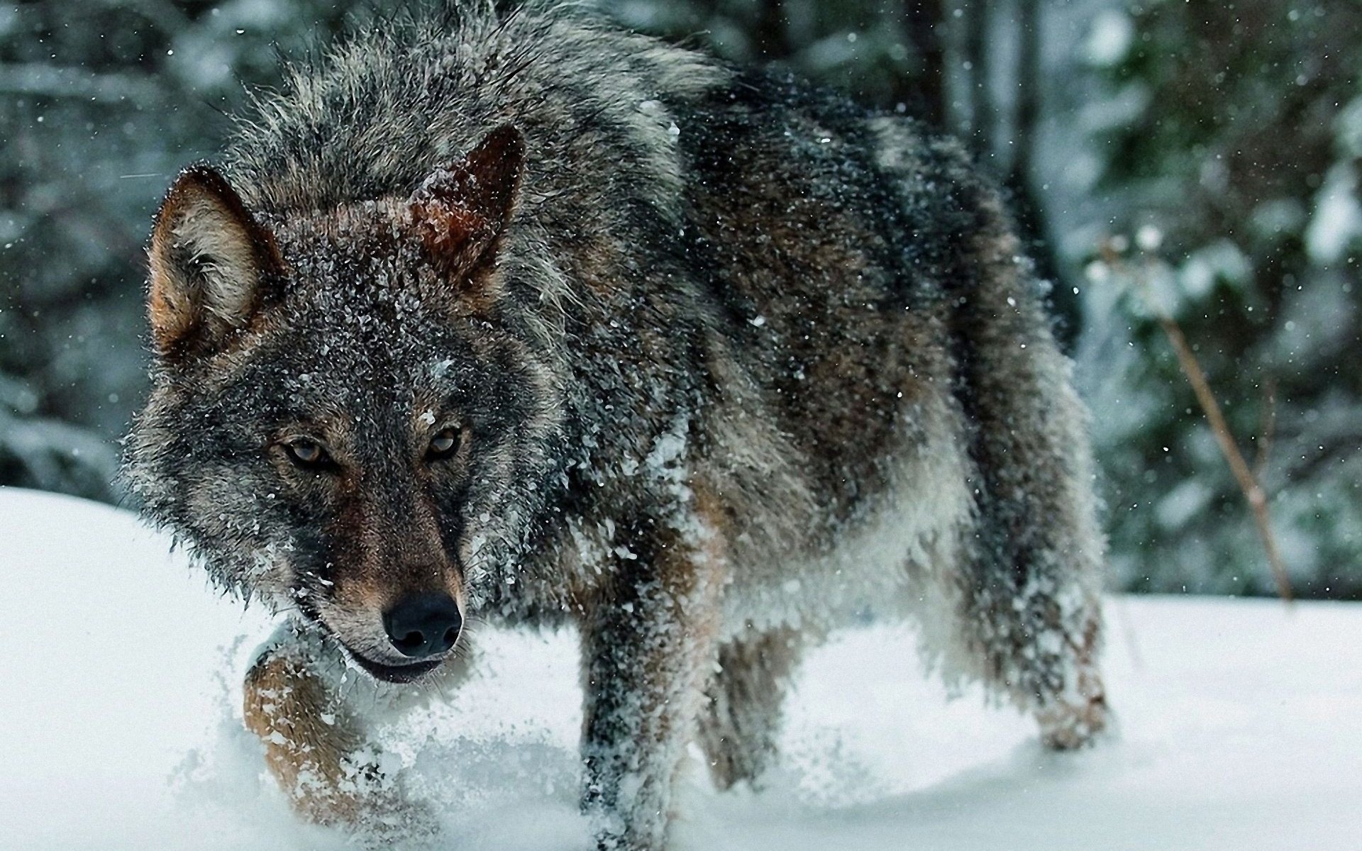 wolf winter schnee