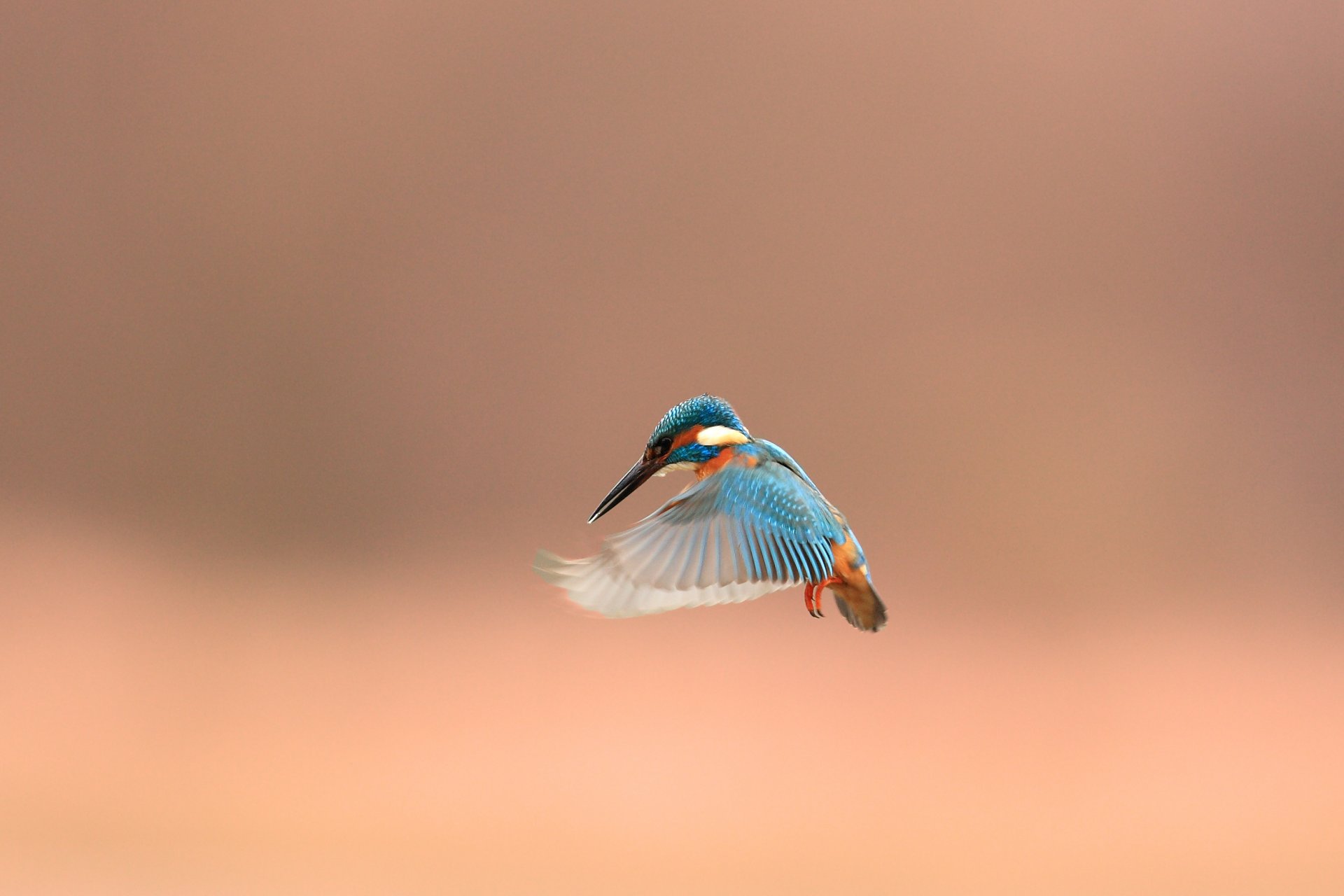 uccello martin pescatore alcedo atthi