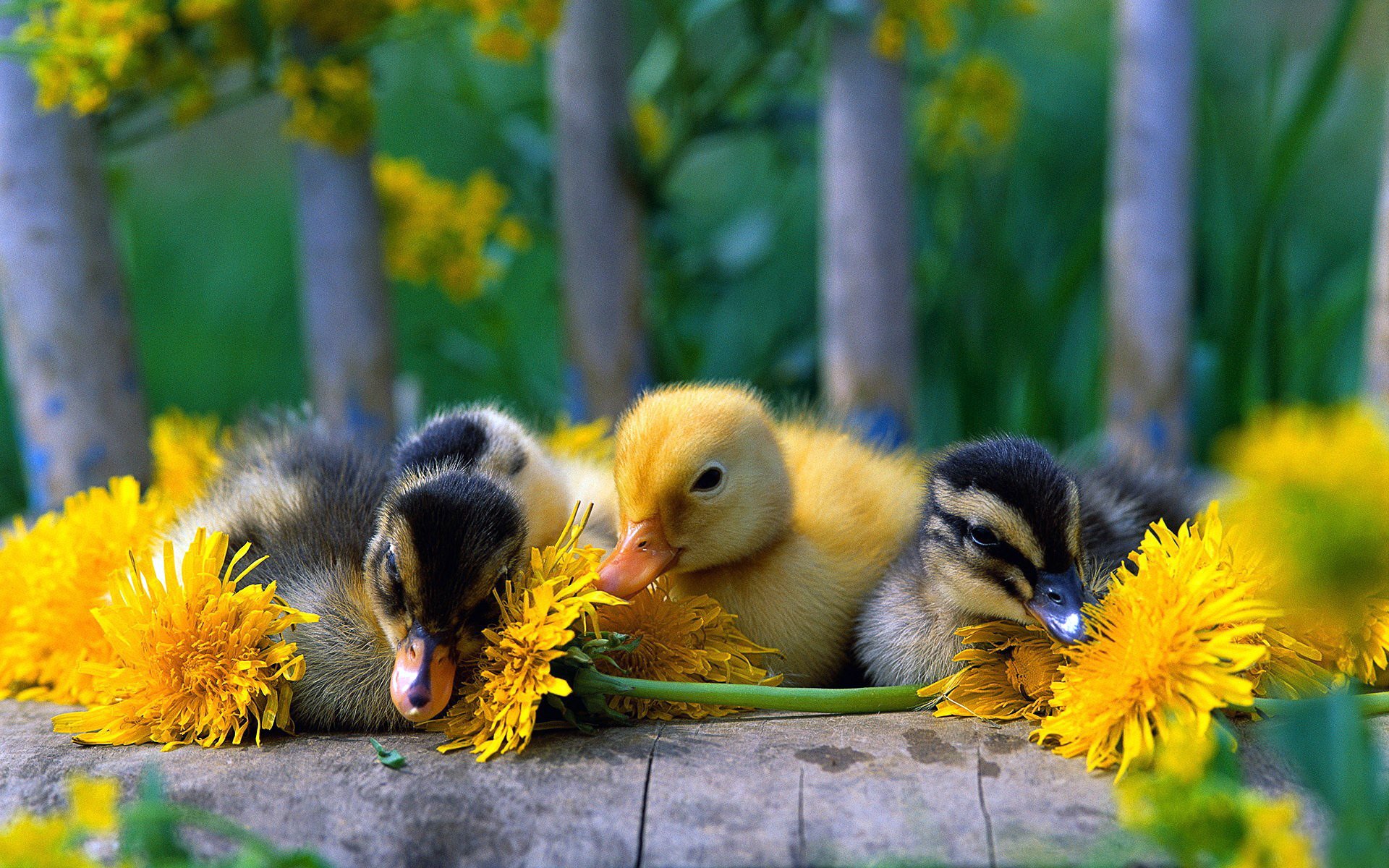 vögel entchen schnabel rio makro gelb löwenzahn blumen