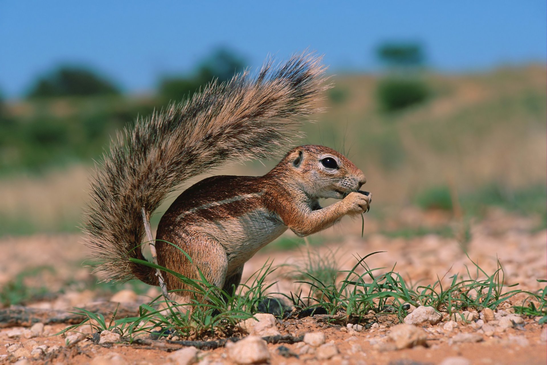 ardilla terrestre roedor tierra hierba cielo