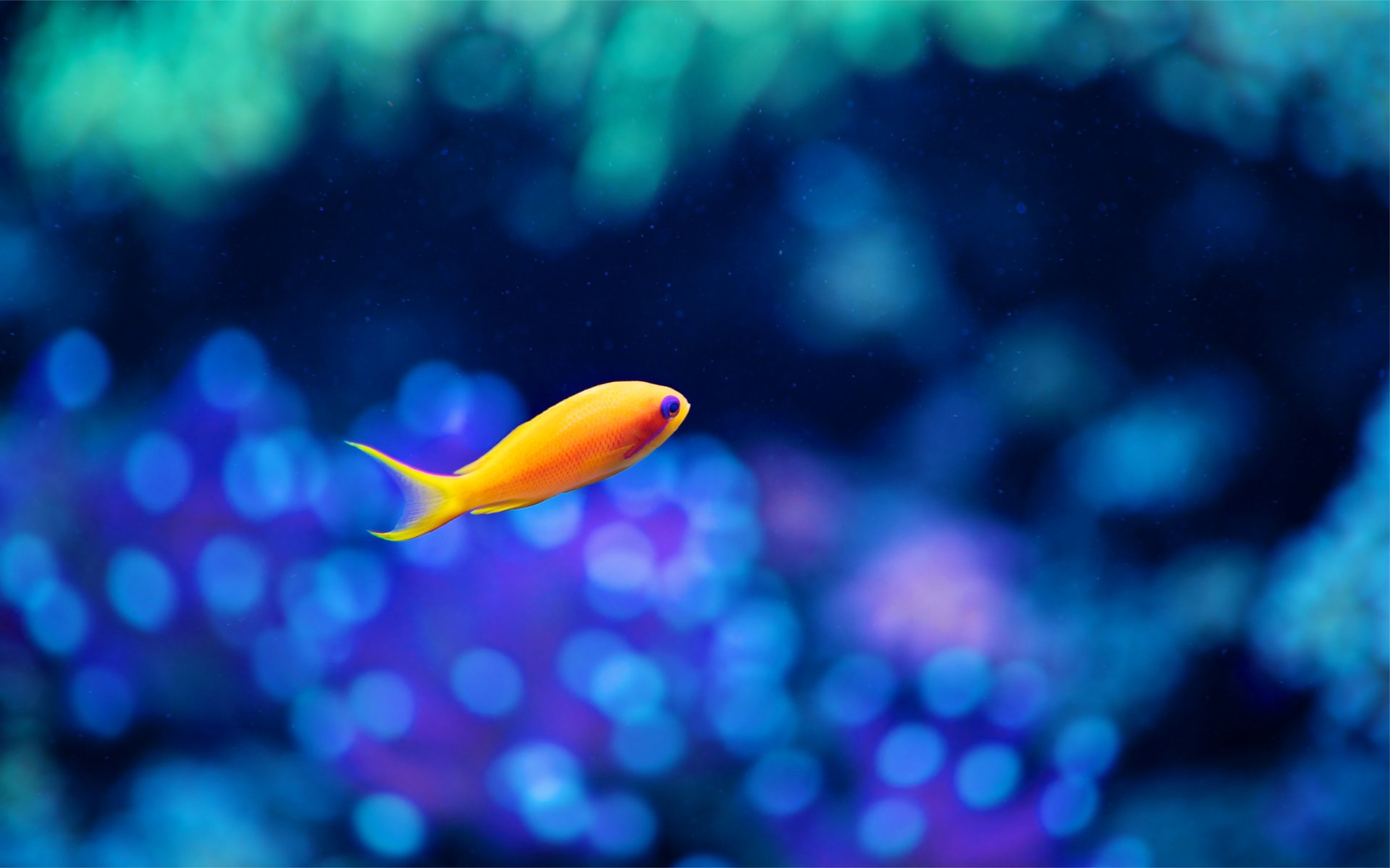 fish fish yellow aquarium background blur glare