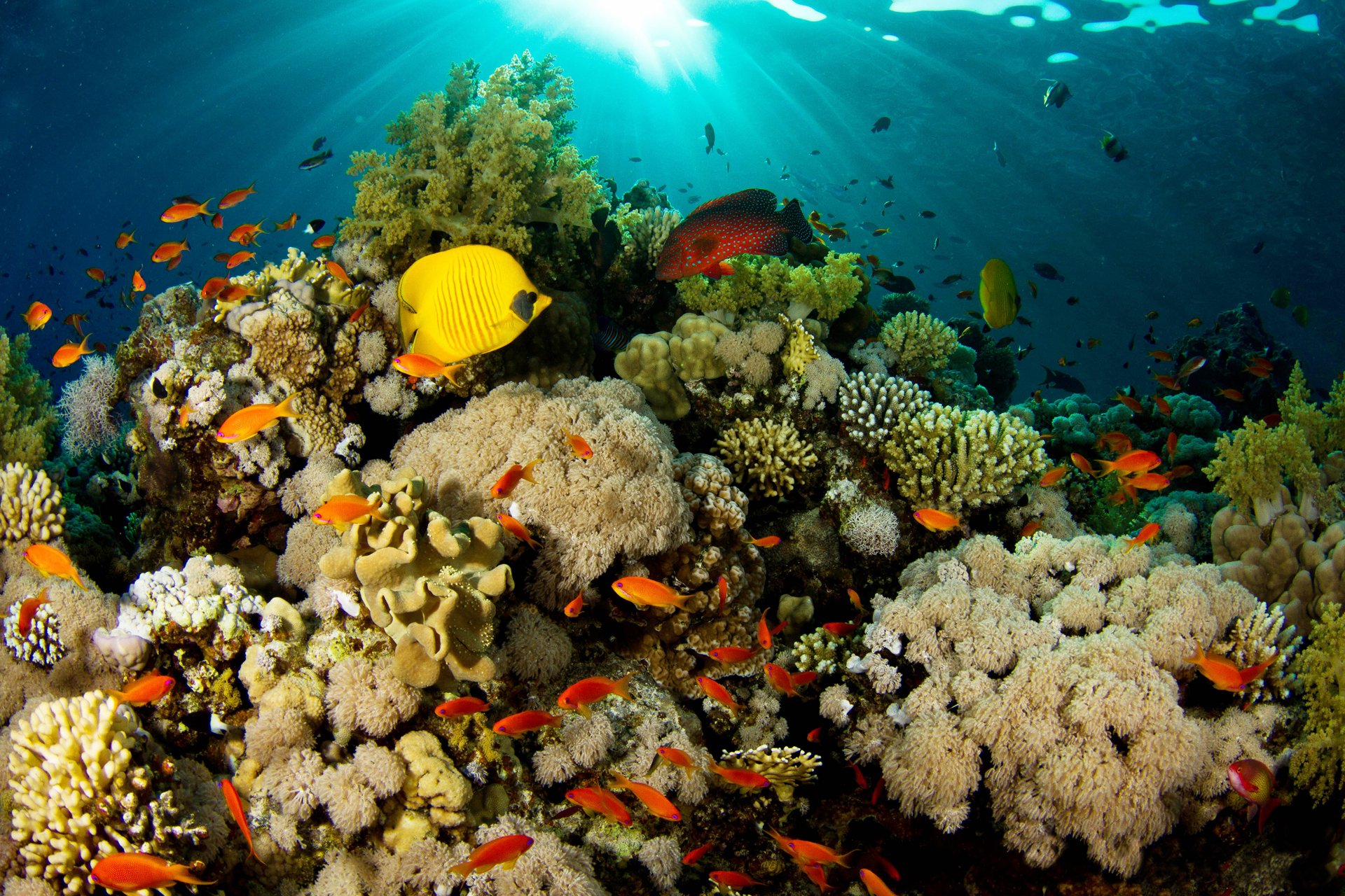 nature coraux récif poissons lumière