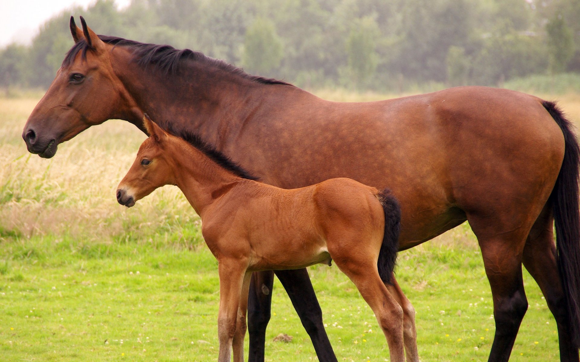 caballo nido potro