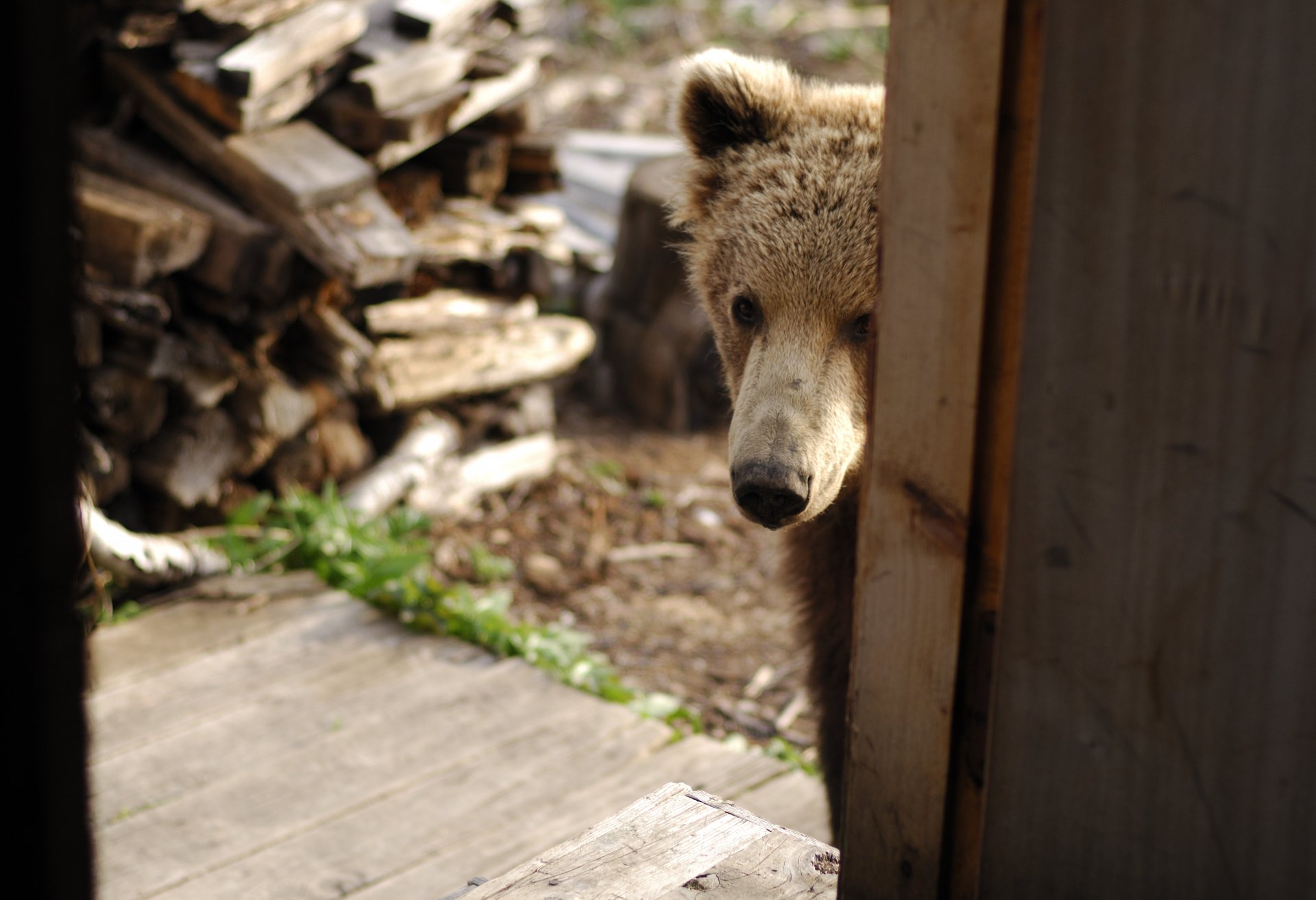 ours ourson est venu visiter maison bois de chauffage nez animal papier peint