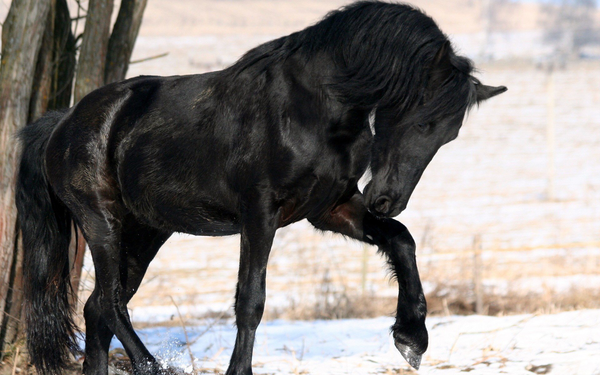 horse flowers forest tree snow winter mane