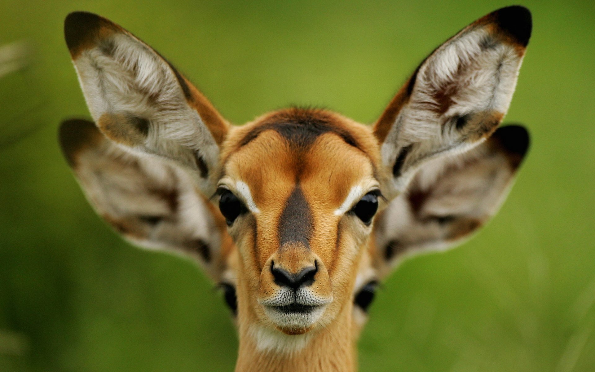 roe ears nature summer