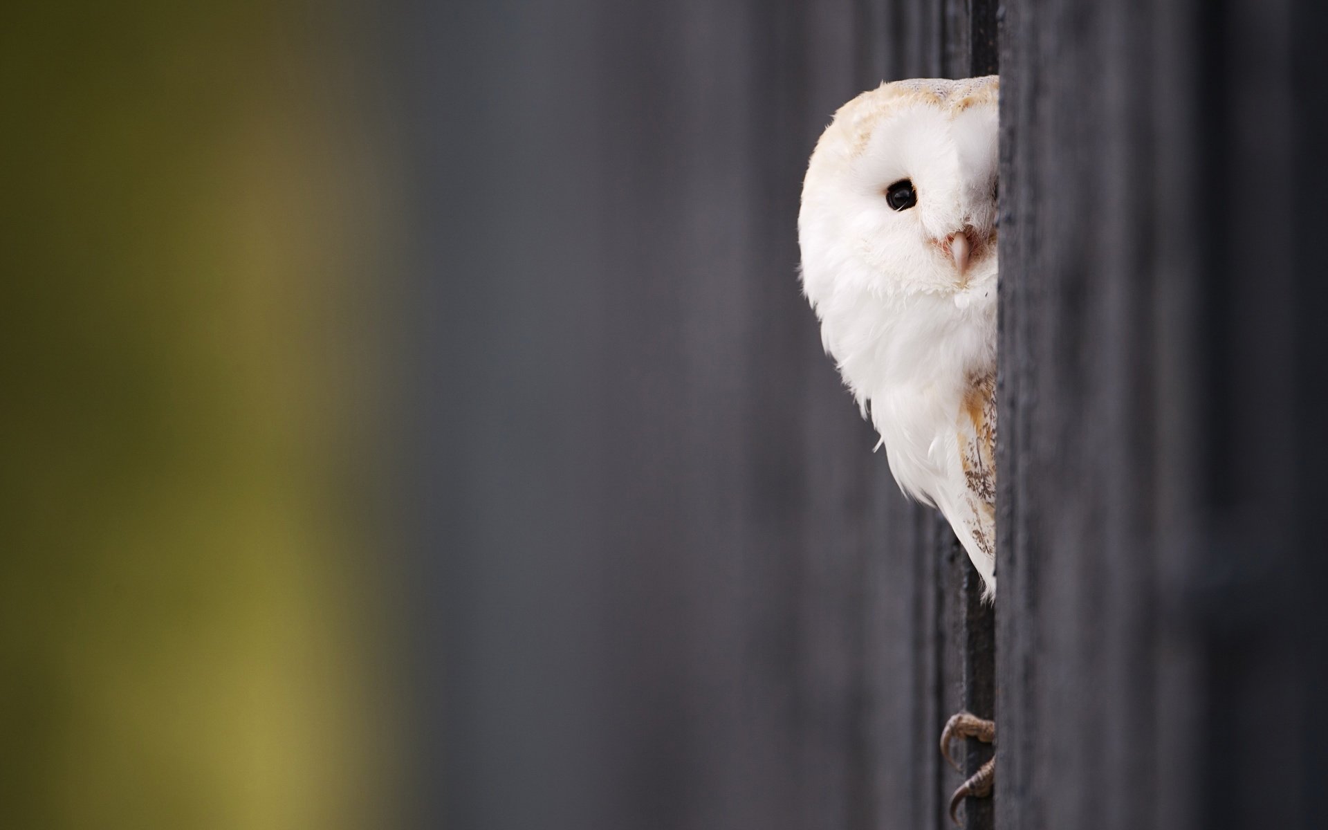 hibou poussin yeux