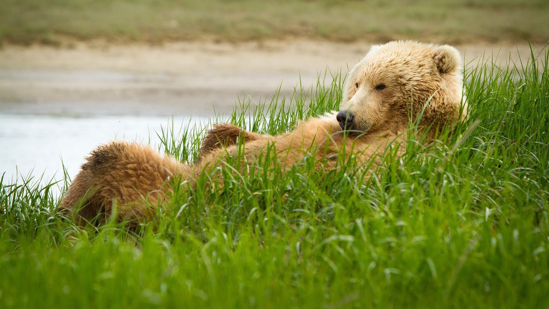 niedźwiedź grizzly trawa