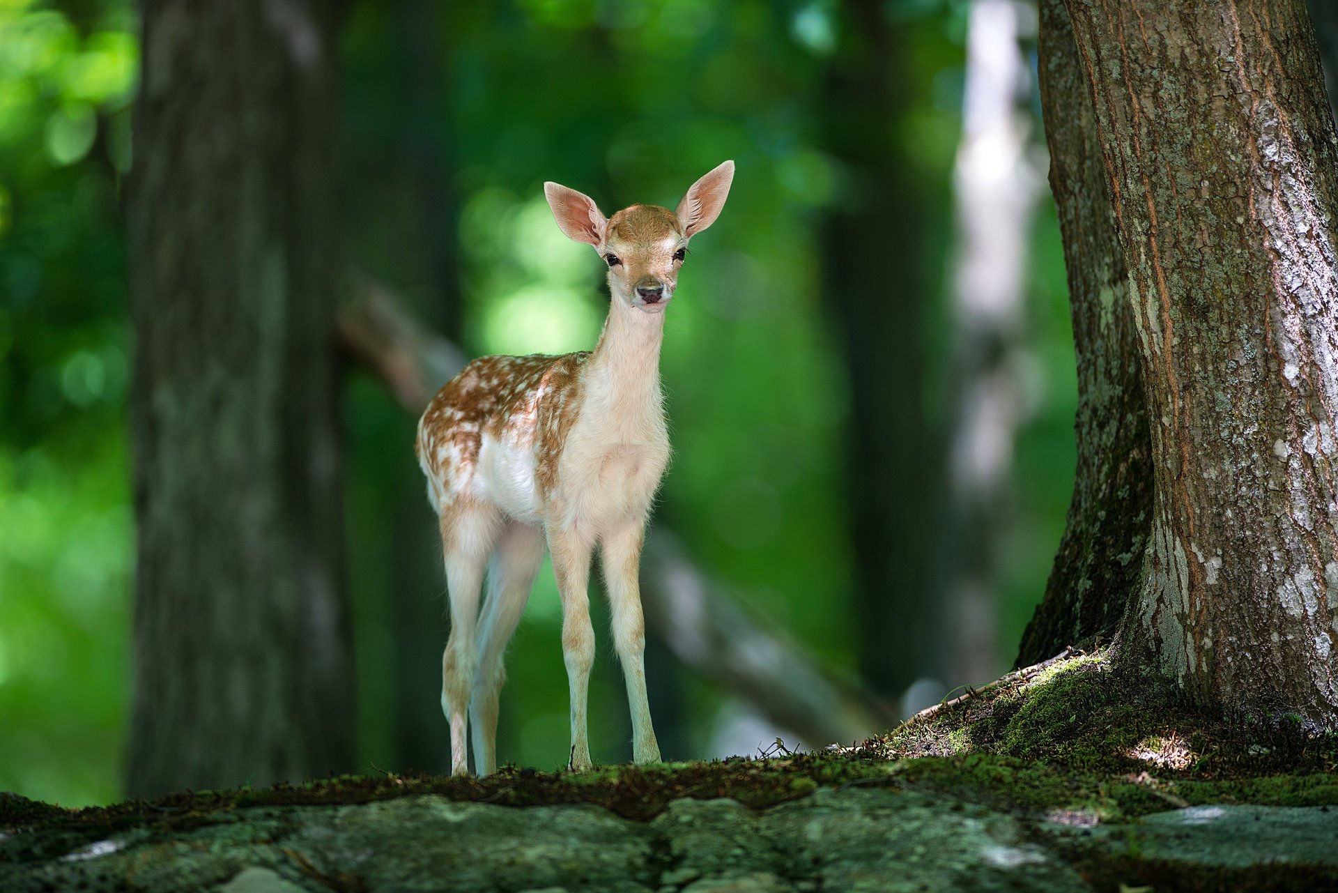 bambi cervo foresta natura animale