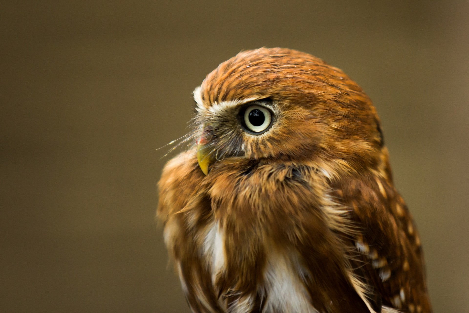 poultry owl background