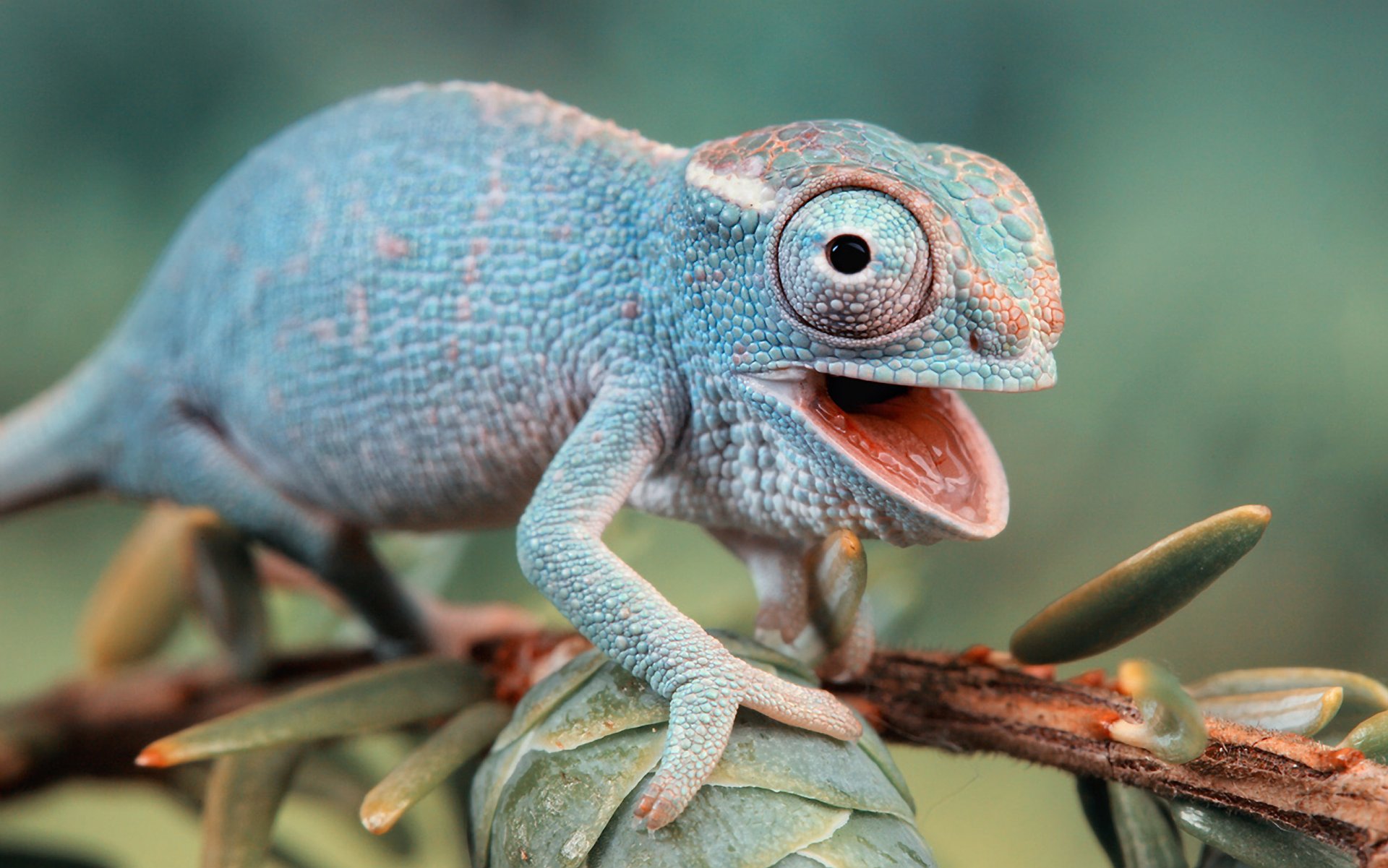 chamäleon eidechse eidechse zweig makro natur fauna